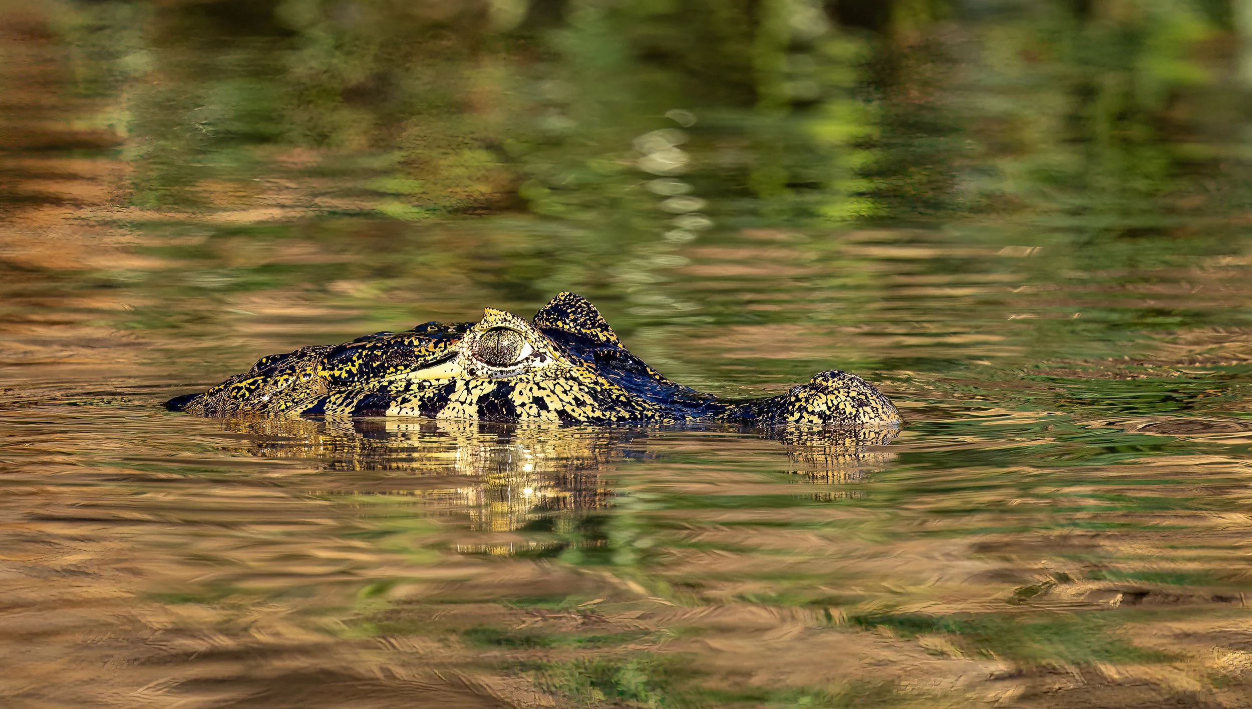 Pantanal 7-2026-305-Edit-Edit.jpg