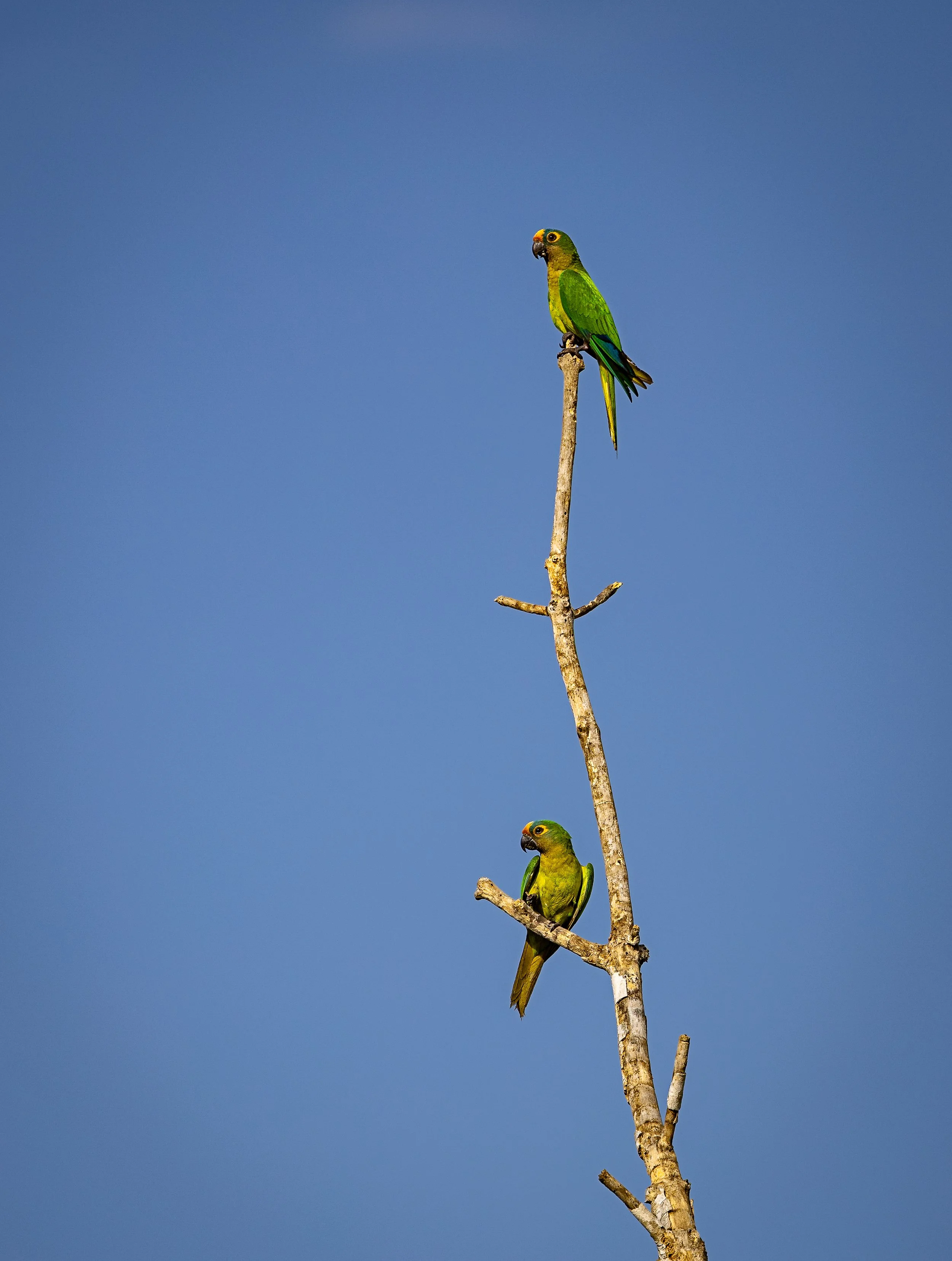 Pantanal 7-2026-17-4-Edit.jpg