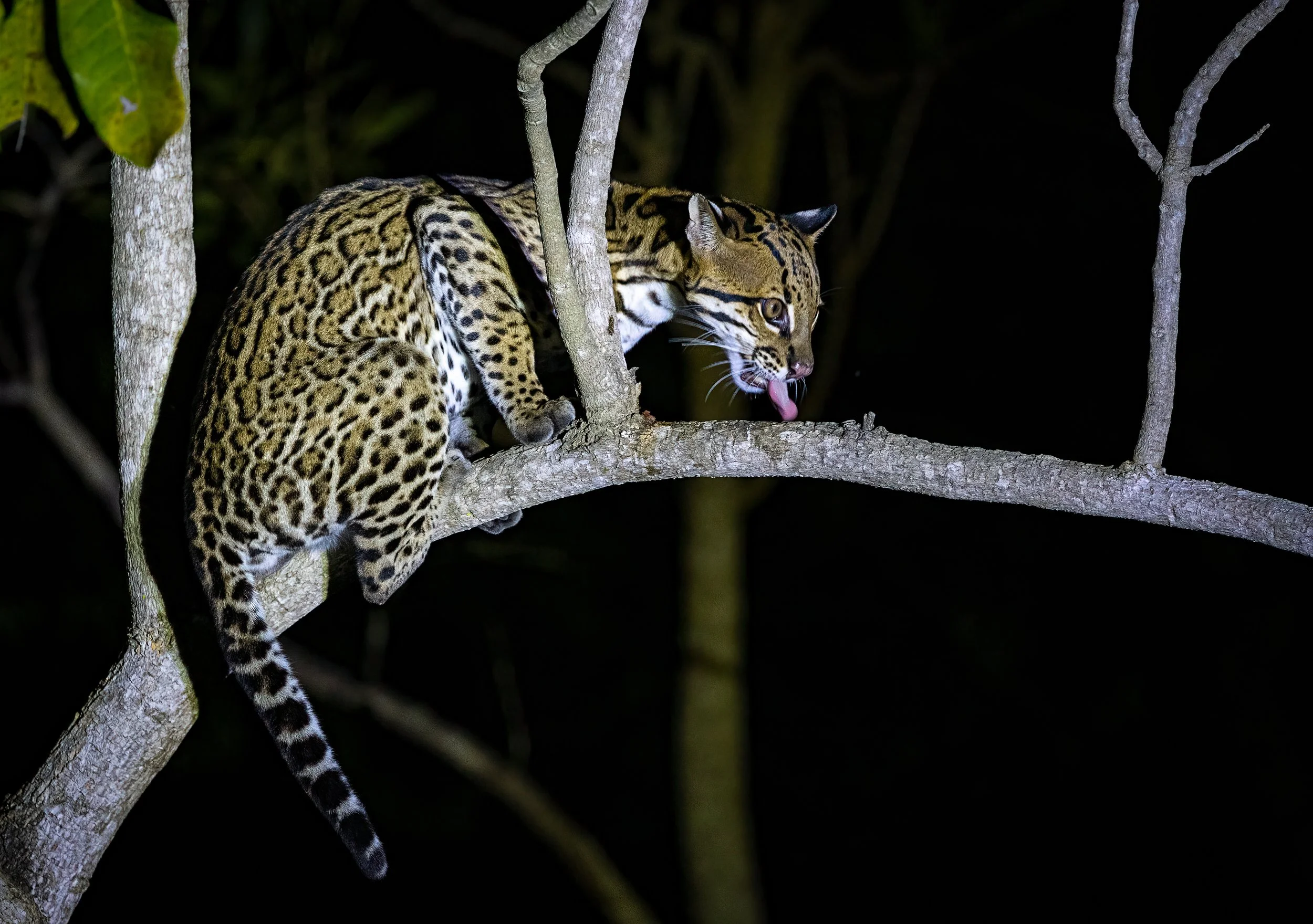 Pantanal 7-2026-1723-2-Edit-Edit.jpg