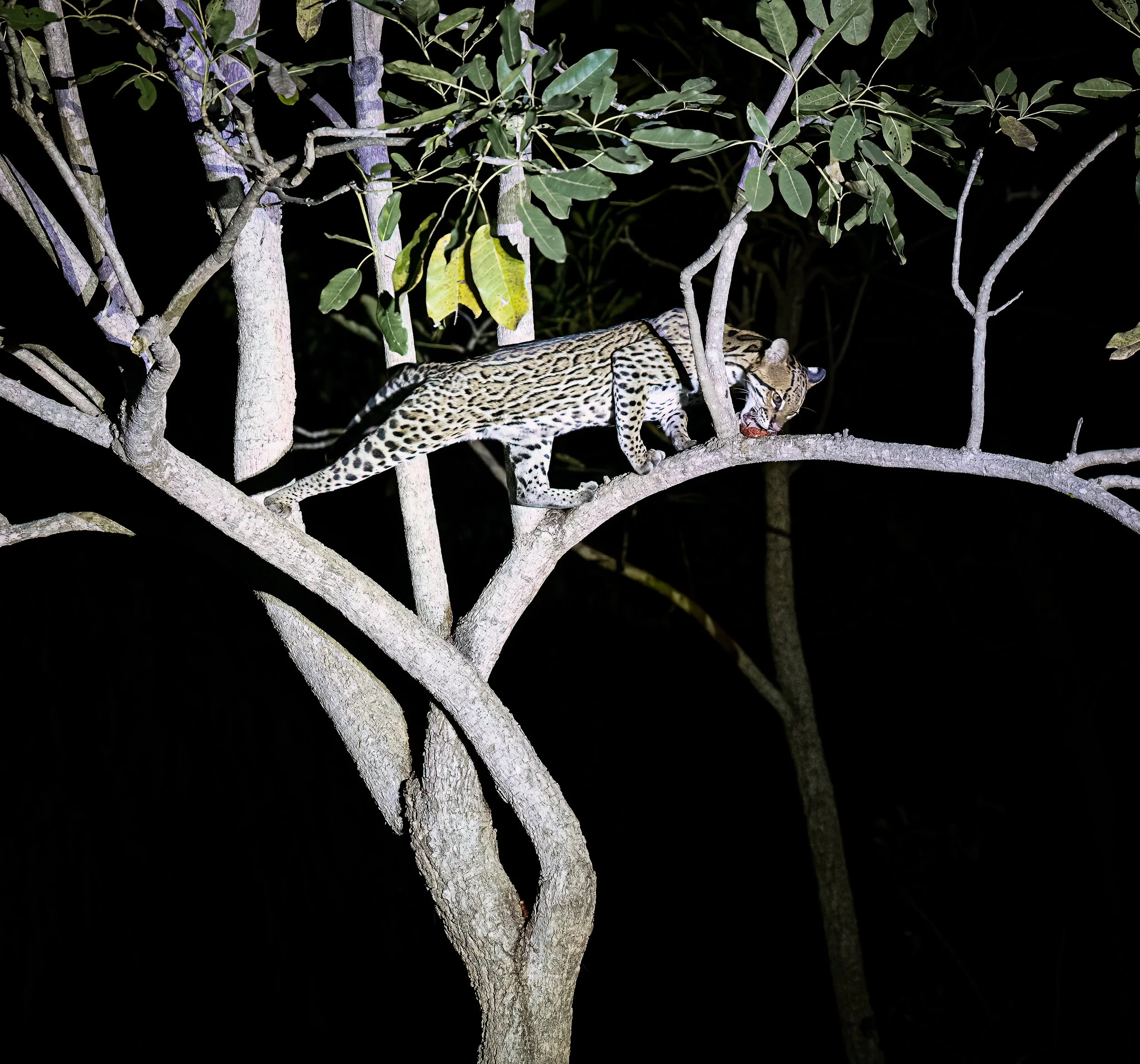 Pantanal 7-2026-1671-2-Edit-Edit.jpg