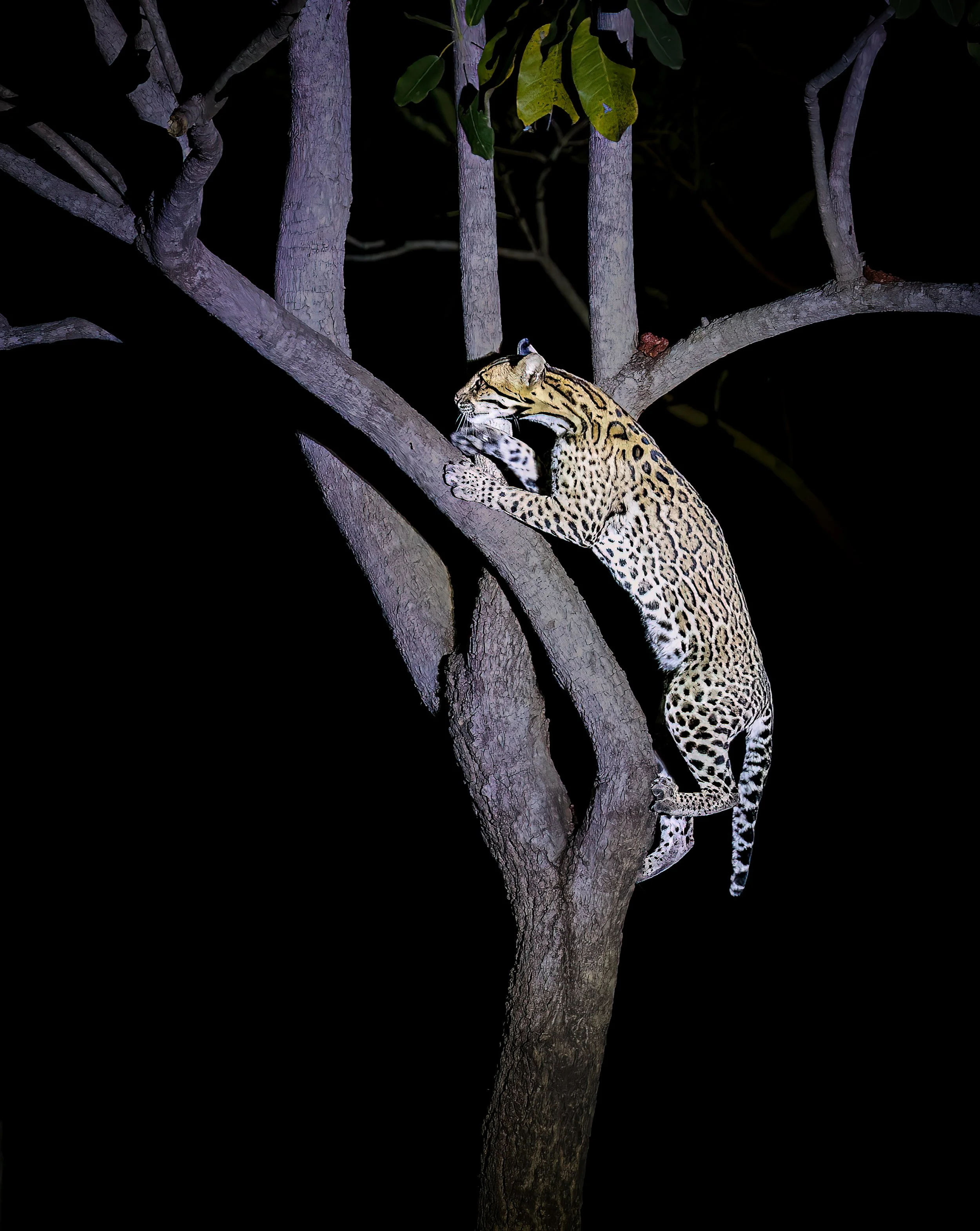 The Lodge placed food for this Ocelot and then they kindly shone a light so we can photograph the cat in action.