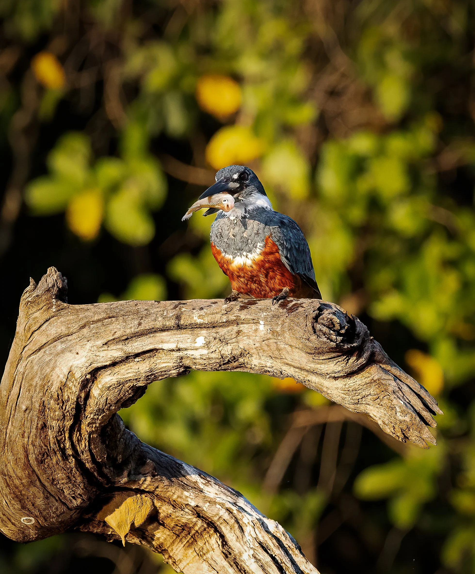 Pantanal 7-2026-964-3-Edit.jpg