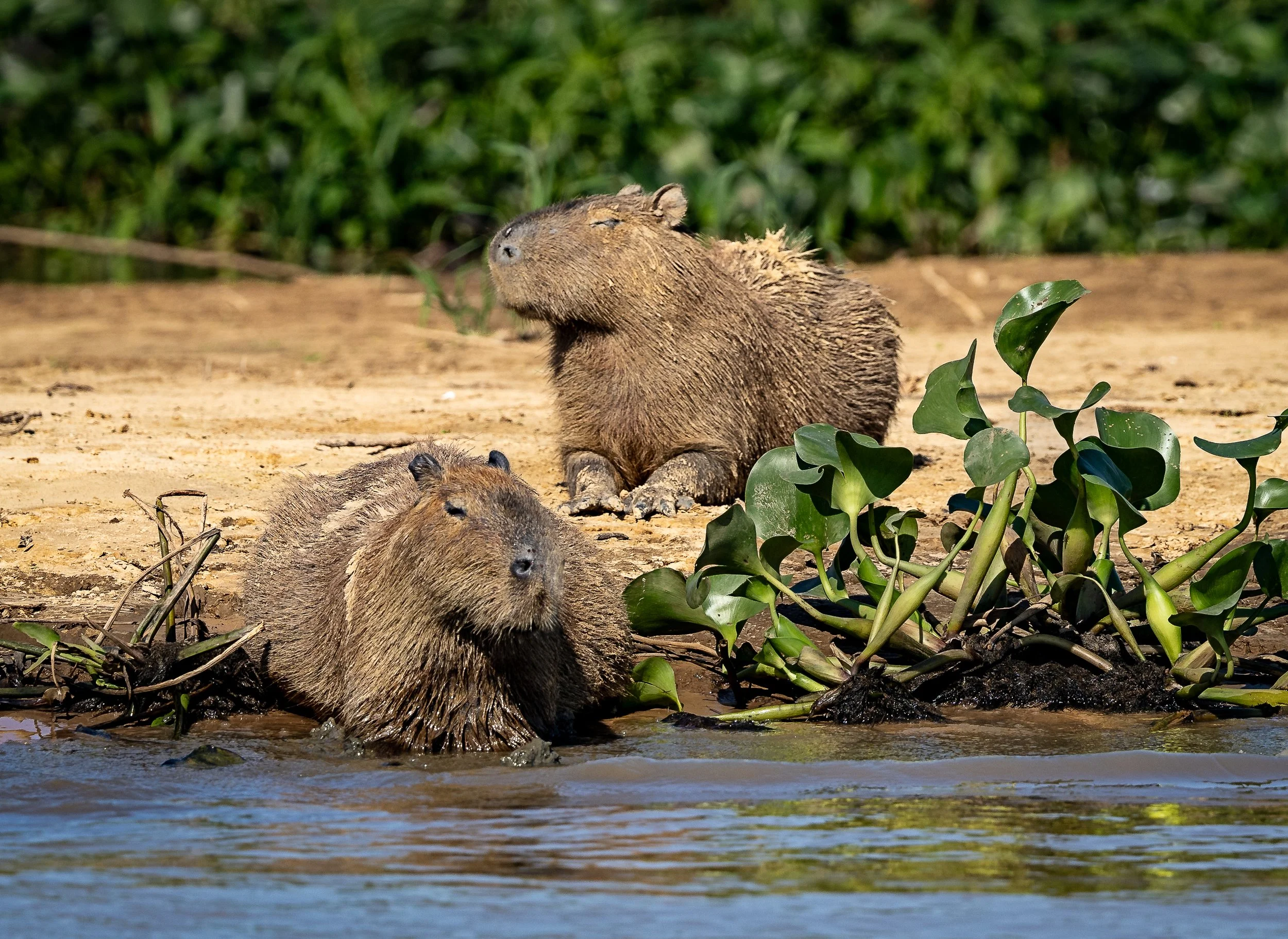 Pantanal 7-2026-590-Edit-Edit.jpg