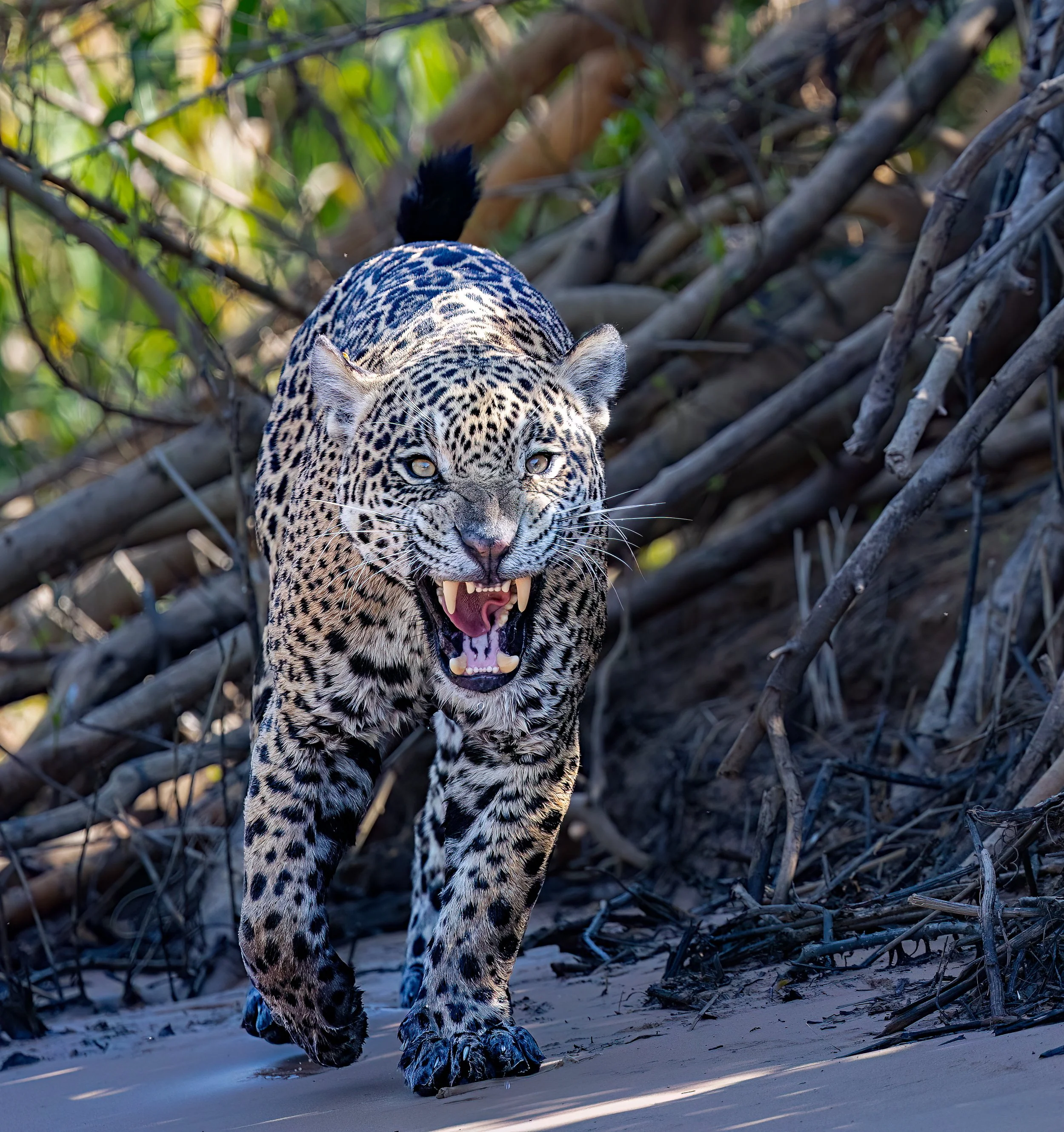 Pantanal 7-2026-422-2-Edit-Edit.jpg