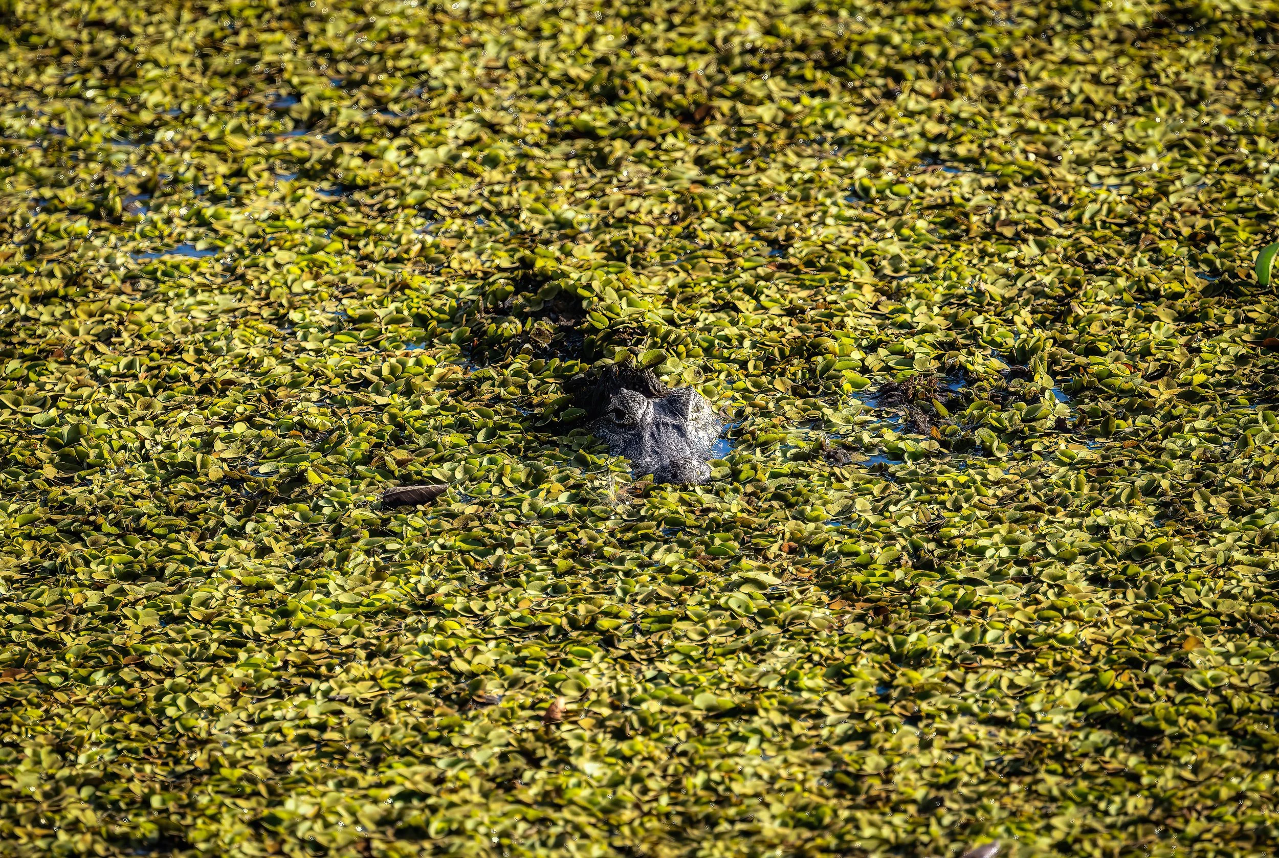 Pantanal 7-2026-1060-2-Edit-Edit-Edit.jpg