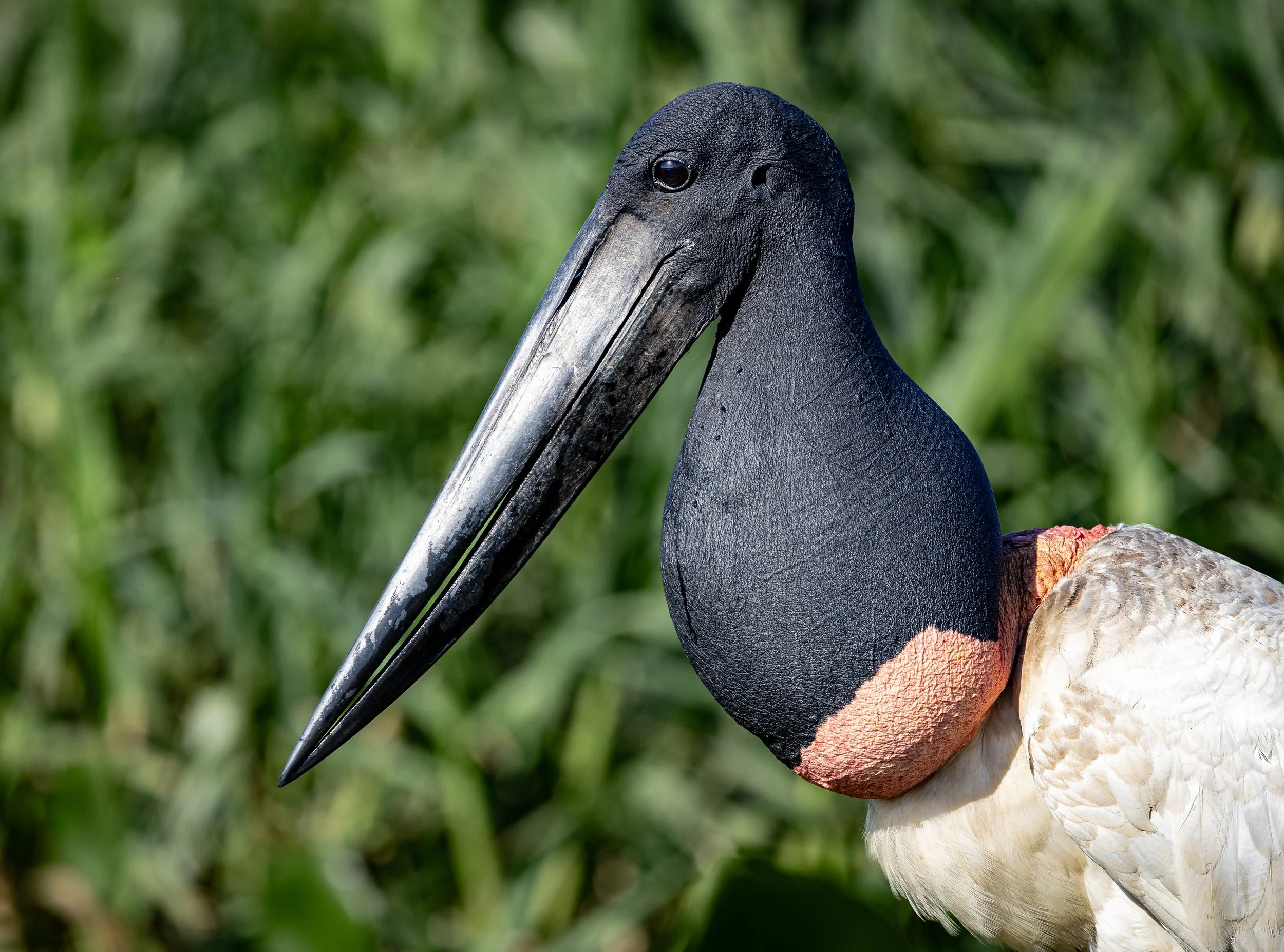 Pantanal 7-2026-1788.jpg