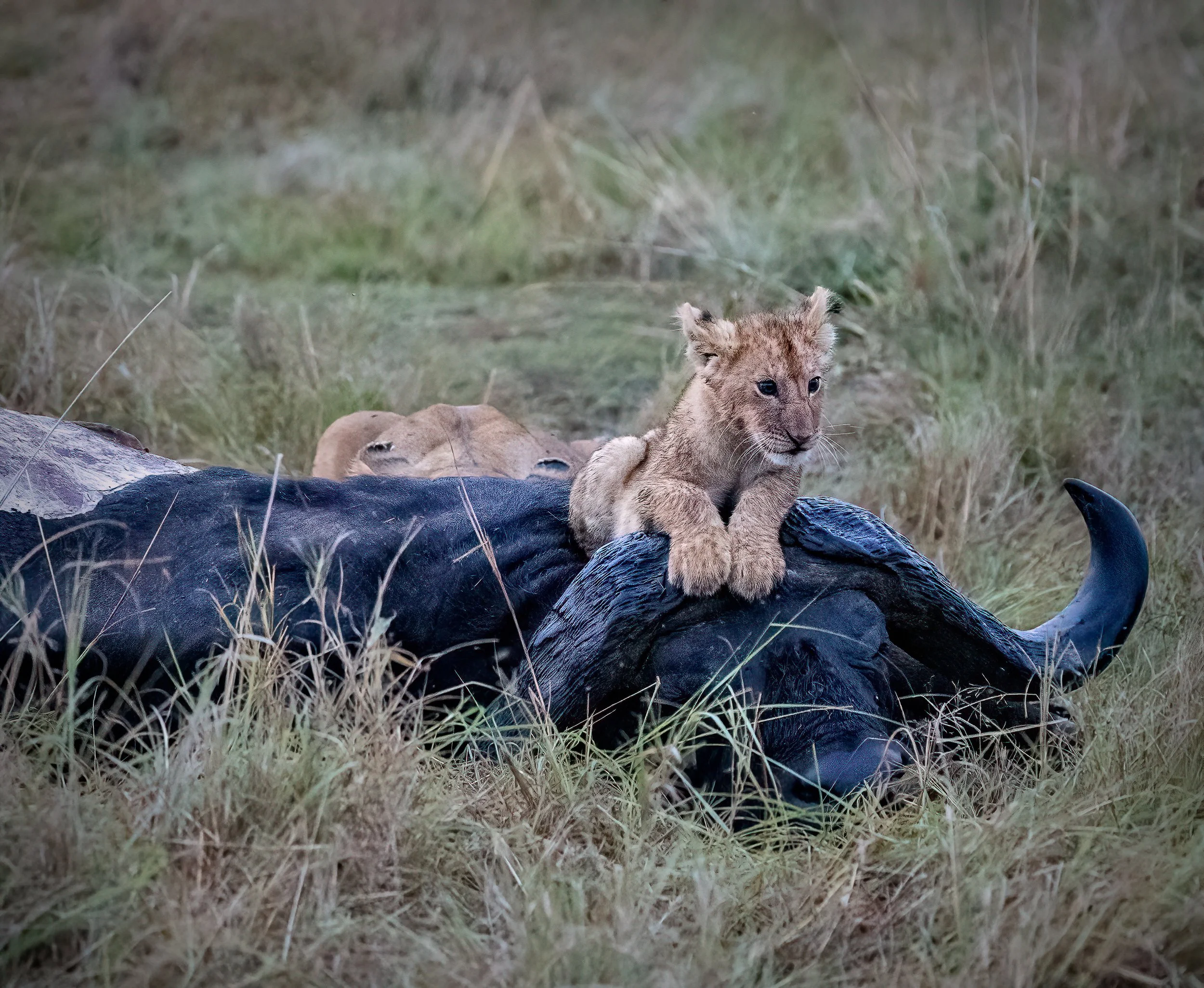 I found this amusing watching the lion cub sit on top of the Buffalo's horns.