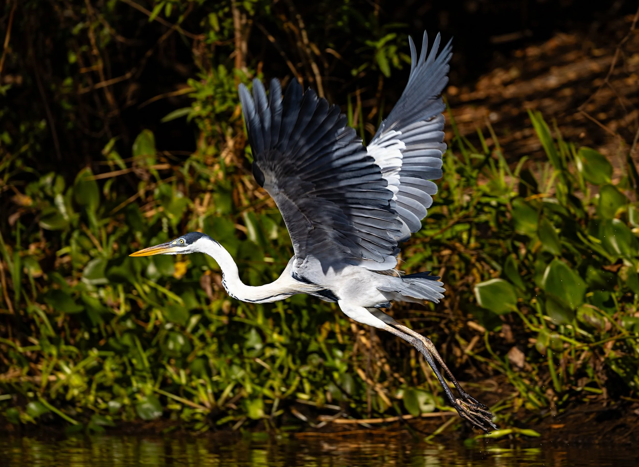 Pantanal 7-2026-1656-Edit.jpg