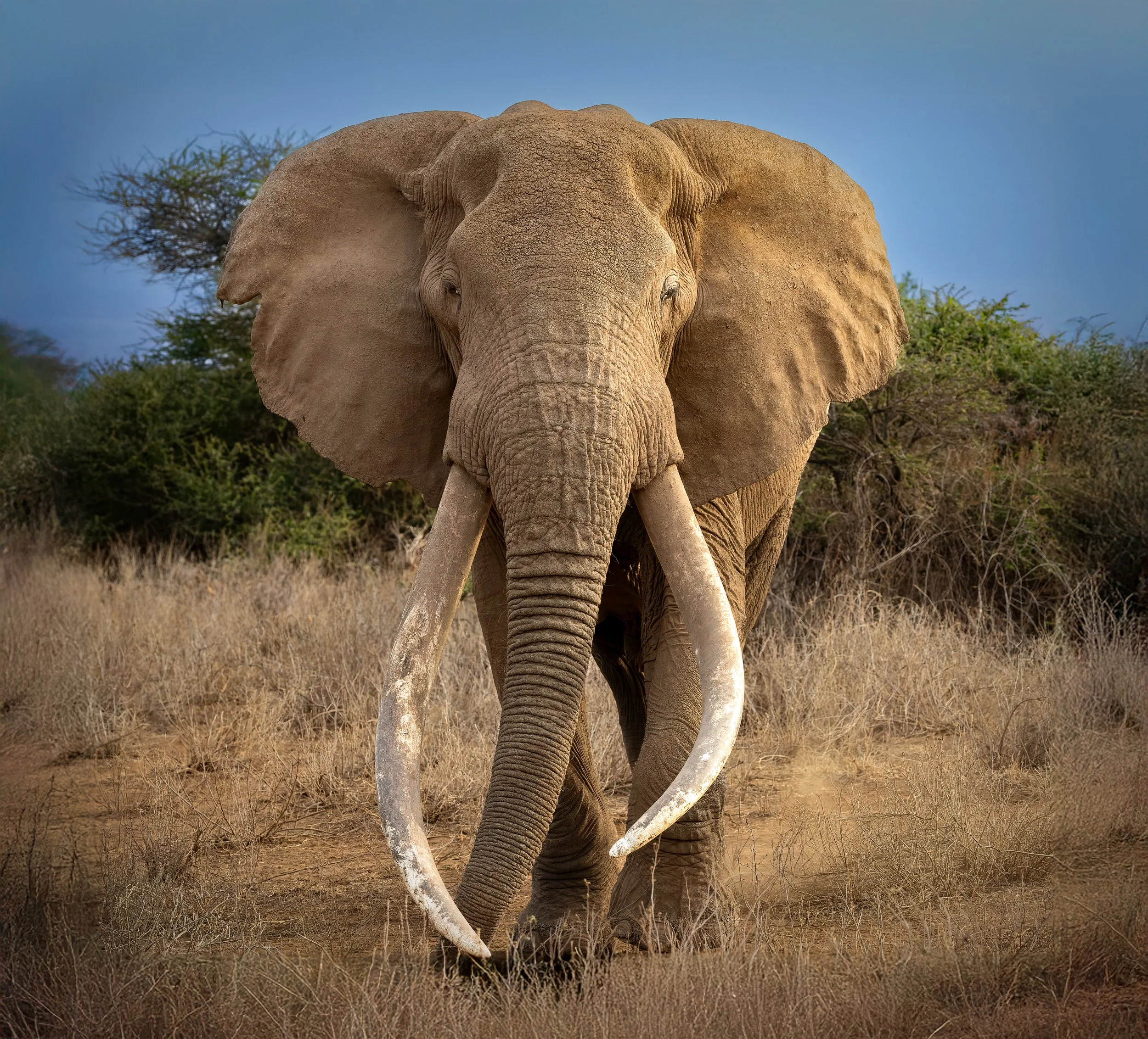 Kenya Safari 10-2025-1628-Edit-Edit-3.jpg
