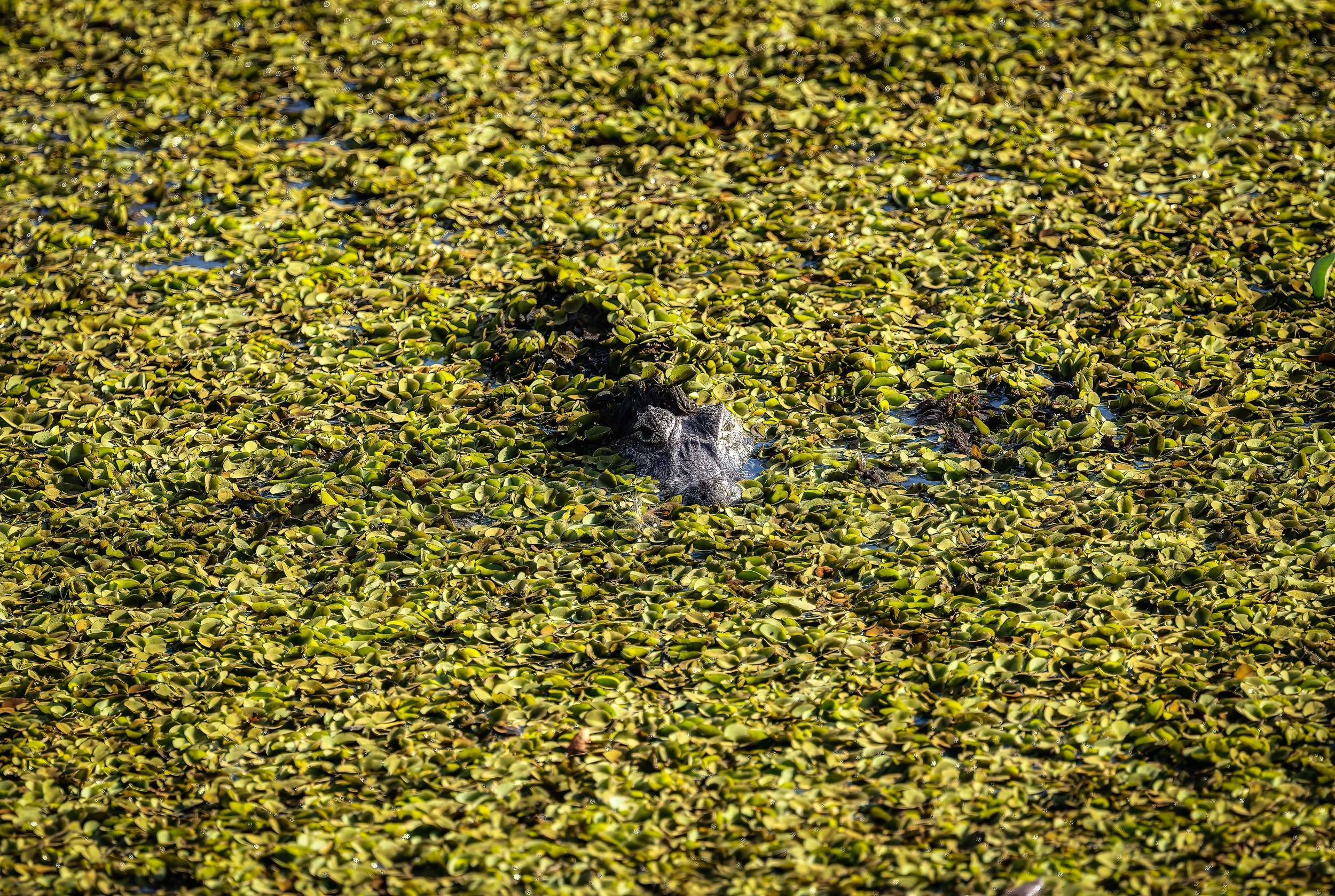 Pantanal 7-2026-1060-2-Edit-Edit-Edit.jpg