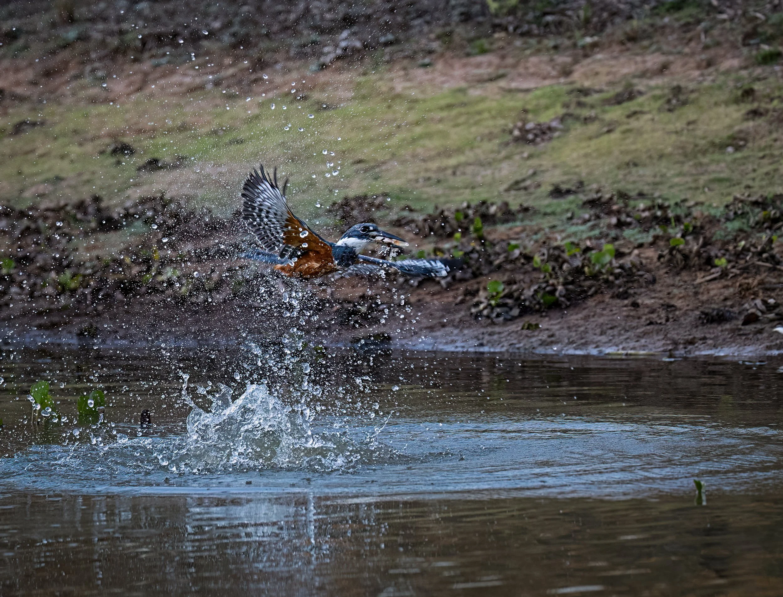 Pantanal 7-2026-765-3-Edit-Edit.jpg