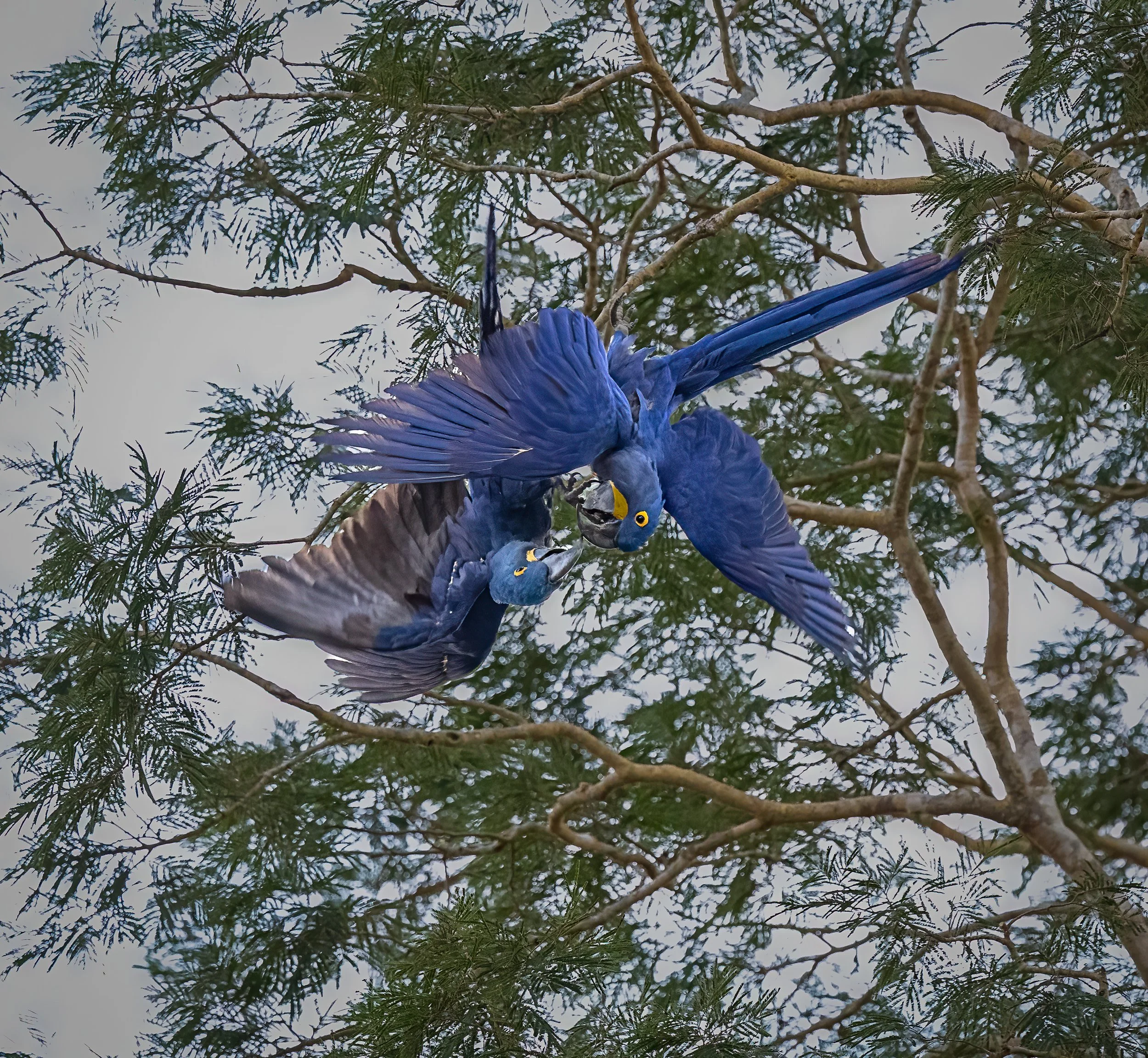 Pantanal 7-2026-78-3-Edit-Edit.jpg