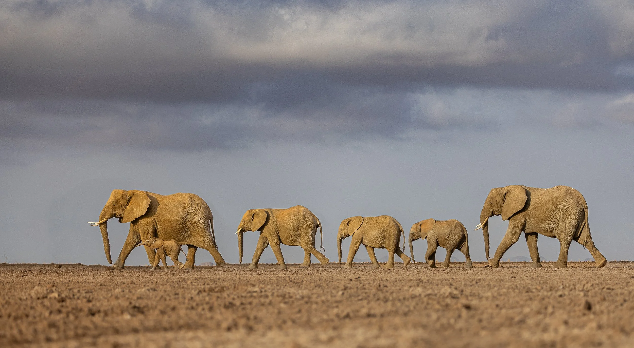 It's so impressive to watch these elephants with their multiple generations march in file 