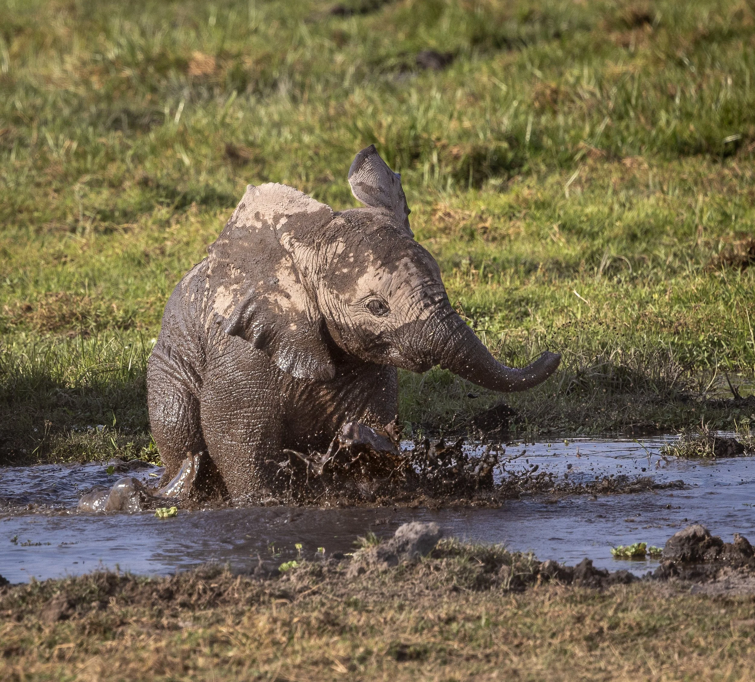 This baby elephant was having a tough time negotiating crossing the water. 
