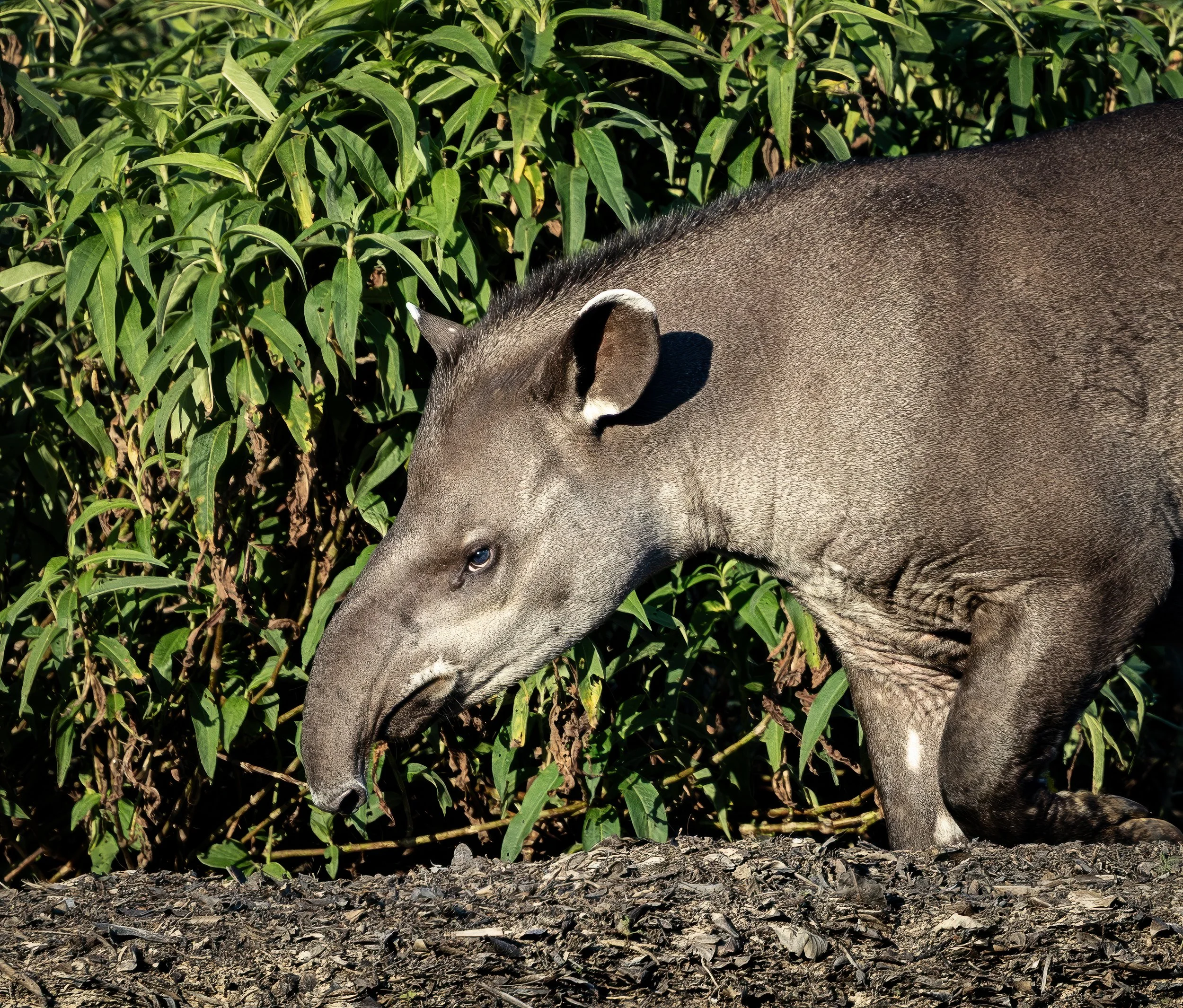 Pantanal 7-2026-1947-Edit-Edit.jpg