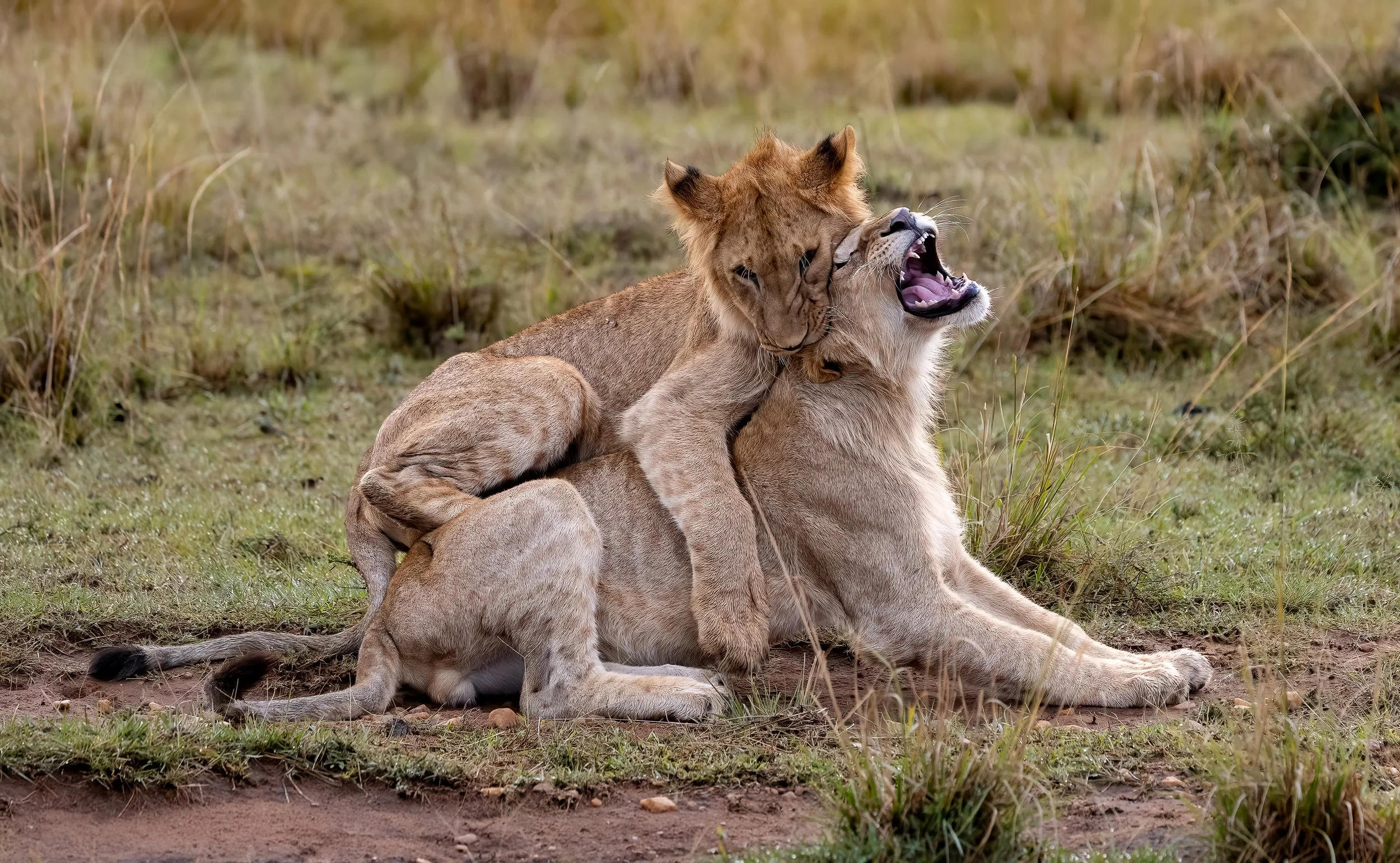Kenya Safari 10-2025-328-3-Edit.jpg