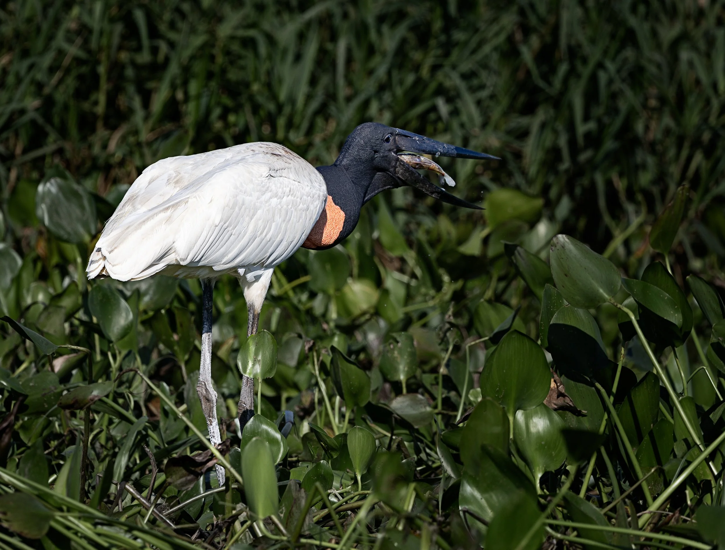 Pantanal 7-2026-1804-Edit.jpg