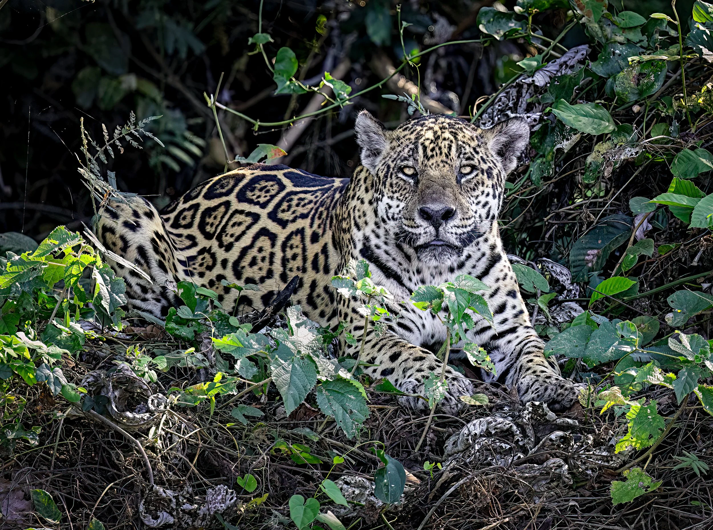 Pantanal 7-2026-1456-Edit-Edit-Edit.jpg