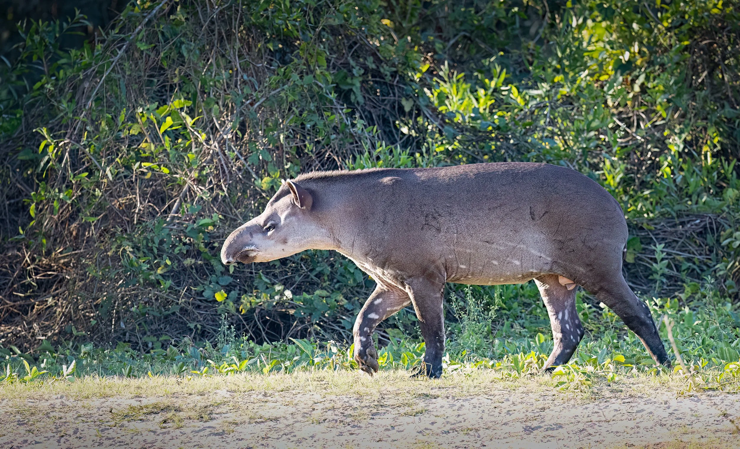 This is a Tapir--a very unusual looking animal.  Sort of a cross between a pig and a horse.  