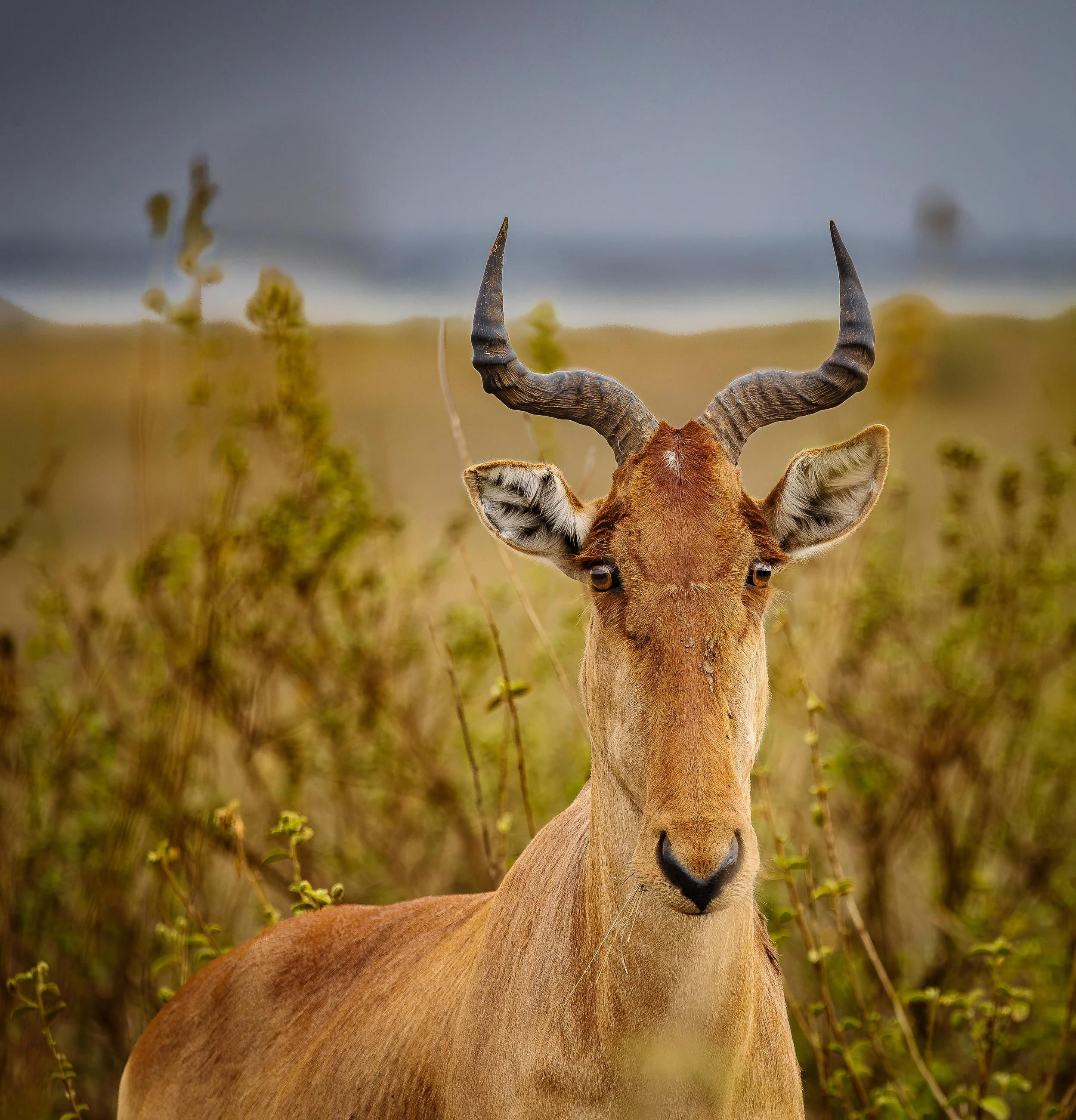 Kenya Safari 10-2025-127-Edit.jpg