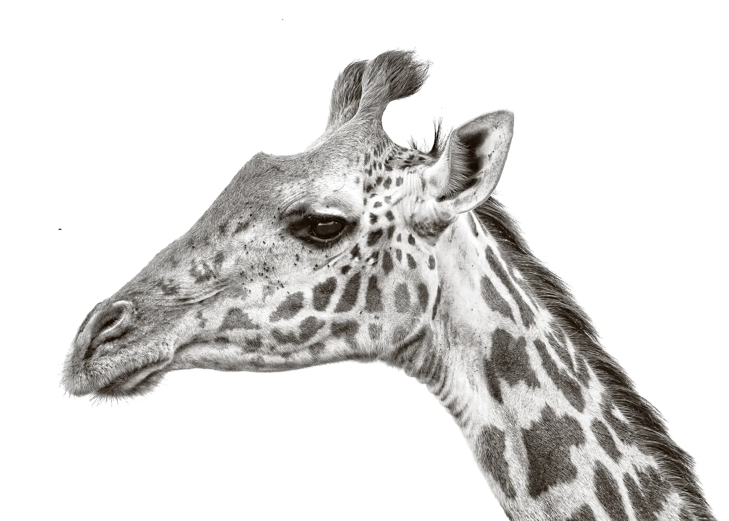 Kenya Safari 10-2025-444-2-Edit.jpg