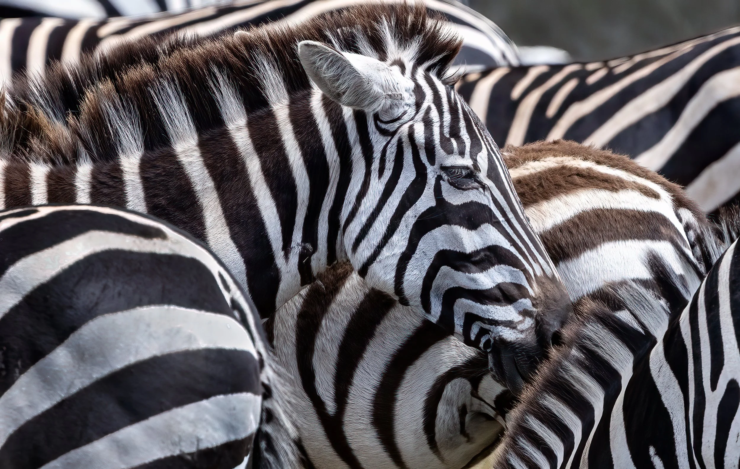 A herd of zebras close together creates a beautiful pattern.