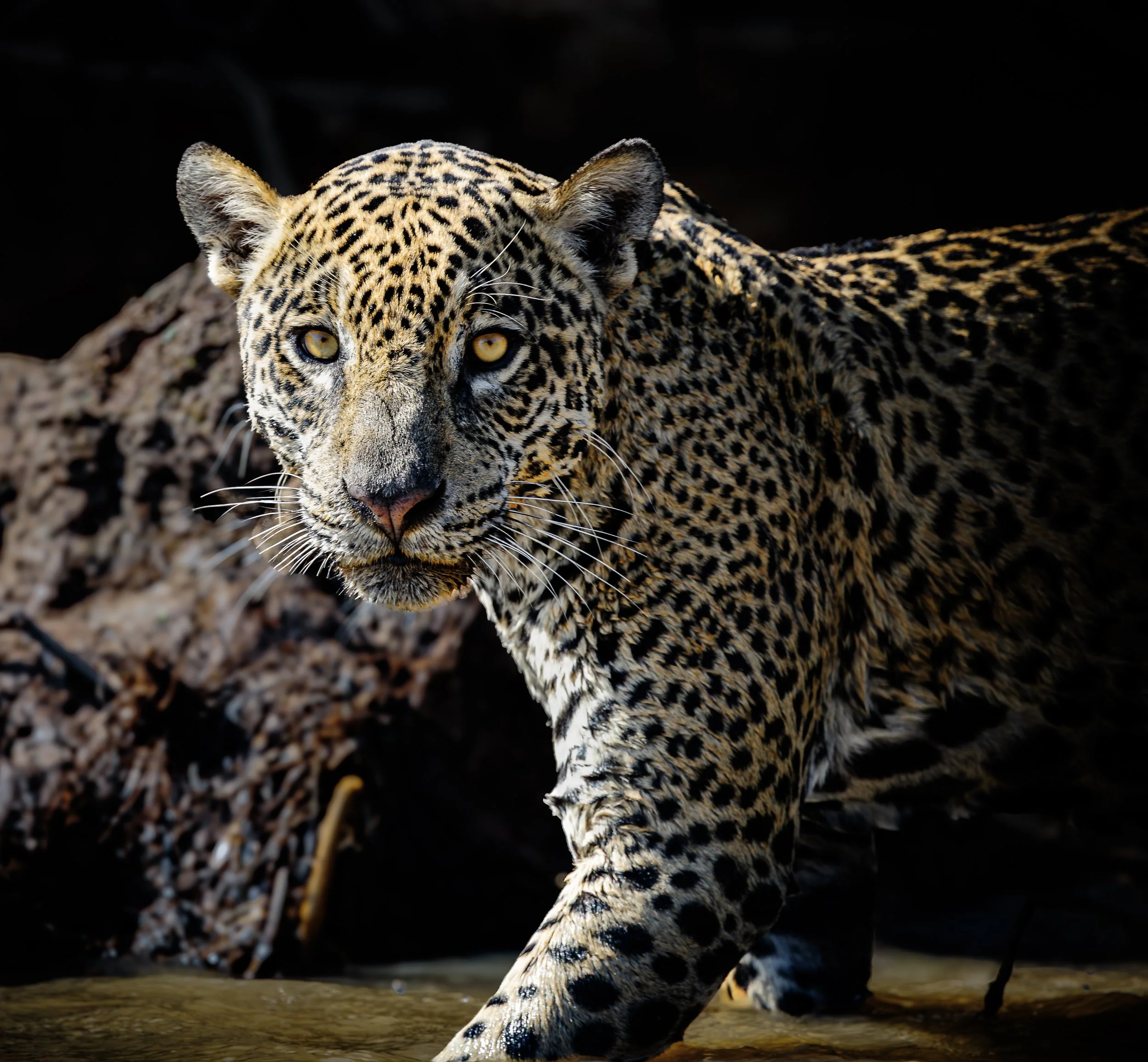 Each day we saw several Jaguars walking and hunting along the river bank.  
