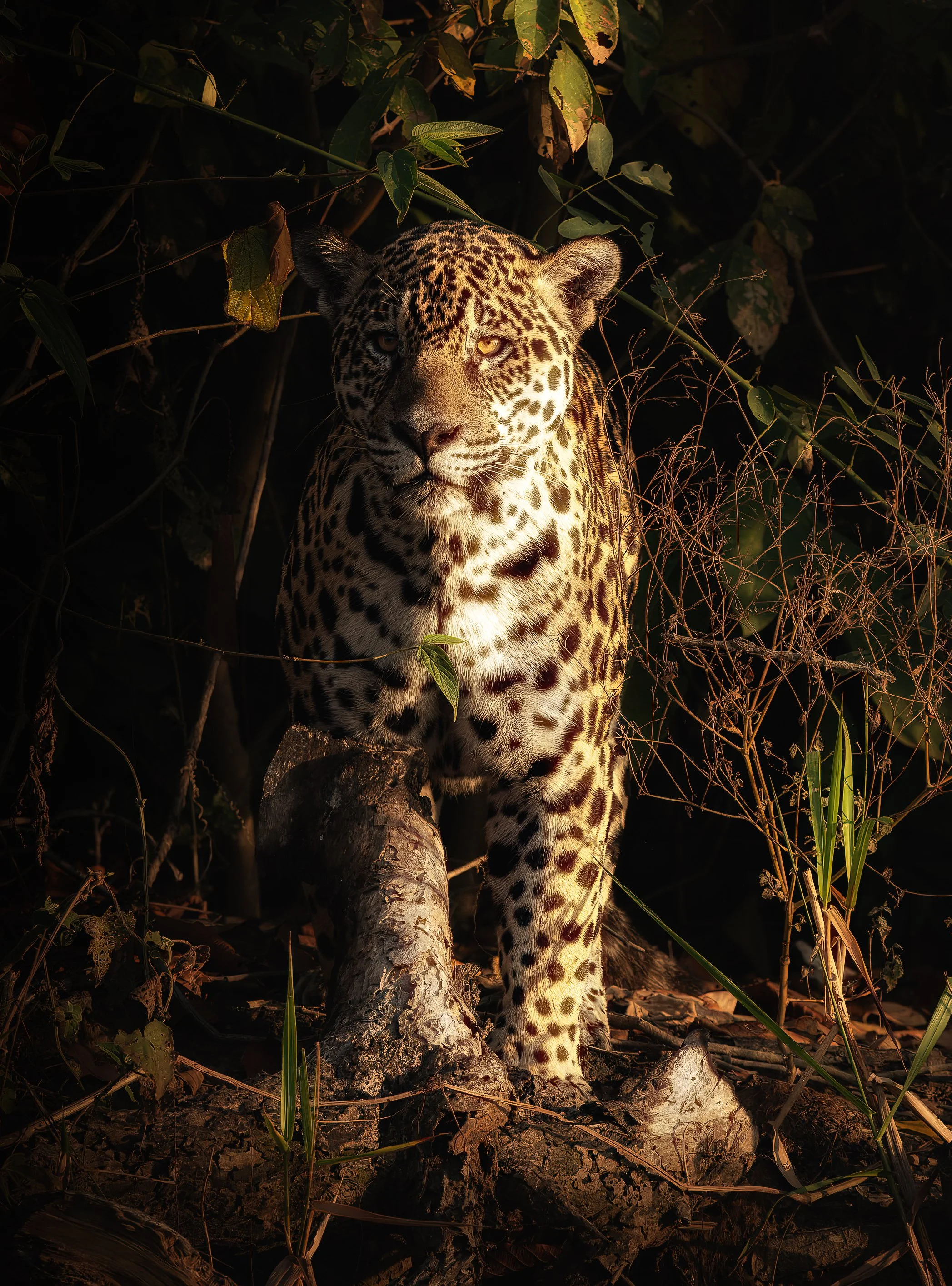 Pantanal 7-2026-128-Edit-Edit.jpg