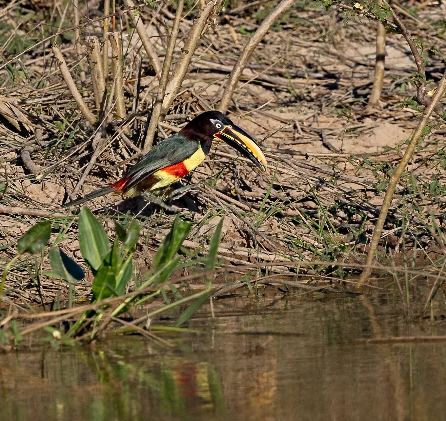Pantanal 7-2026-1201-2-Edit.jpg