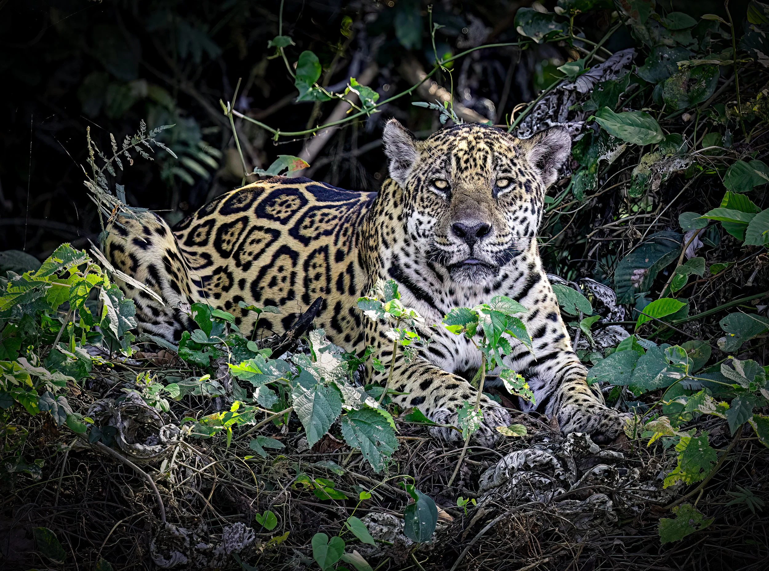Pantanal 7-2026-1456-Edit-Edit-Edit-Edit.jpg