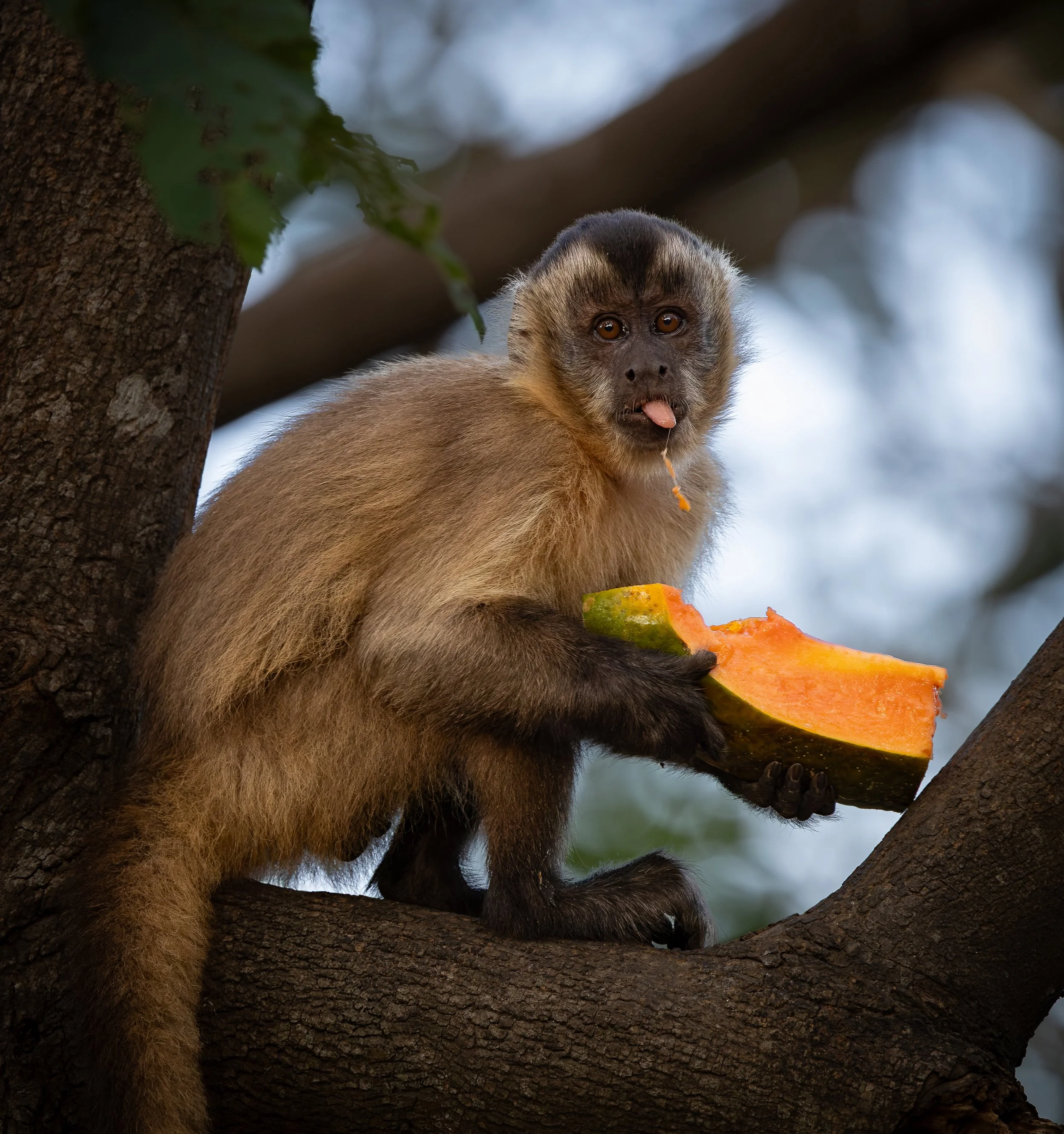 Pantanal 7-2026-297-3-Edit.jpg