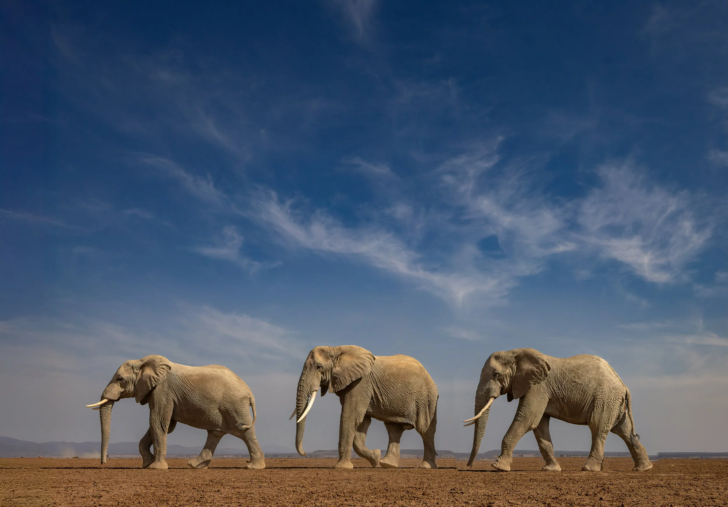 I just can't get enough of the elephants.  Watching these giant mammals right in front of me was a dream come true.