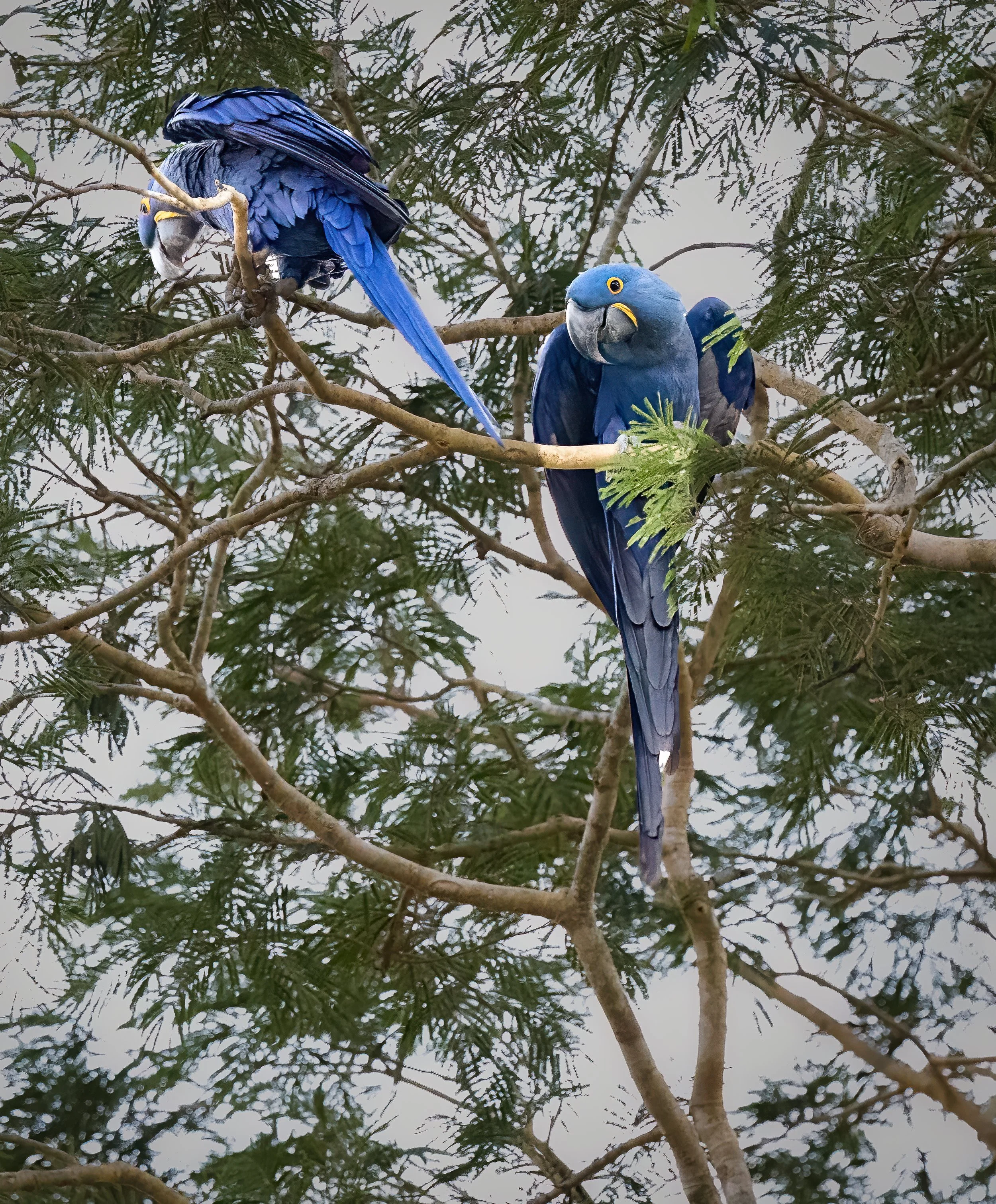 Pantanal 7-2026-68-3-Edit-Edit-Edit.jpg