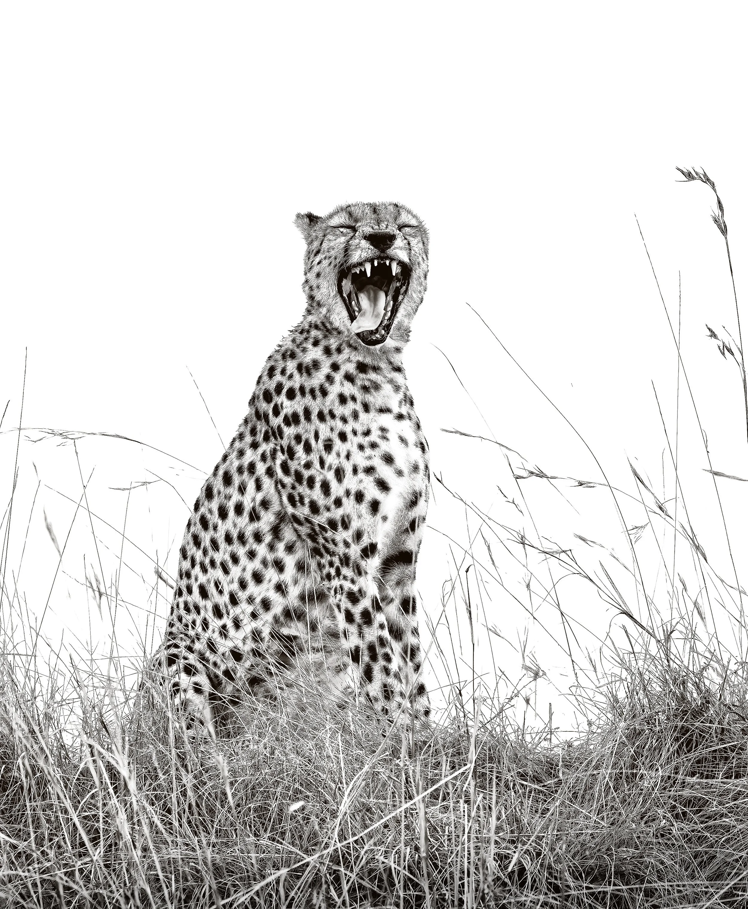 Kenya Safari 10-2025-550-2-Edit.jpg