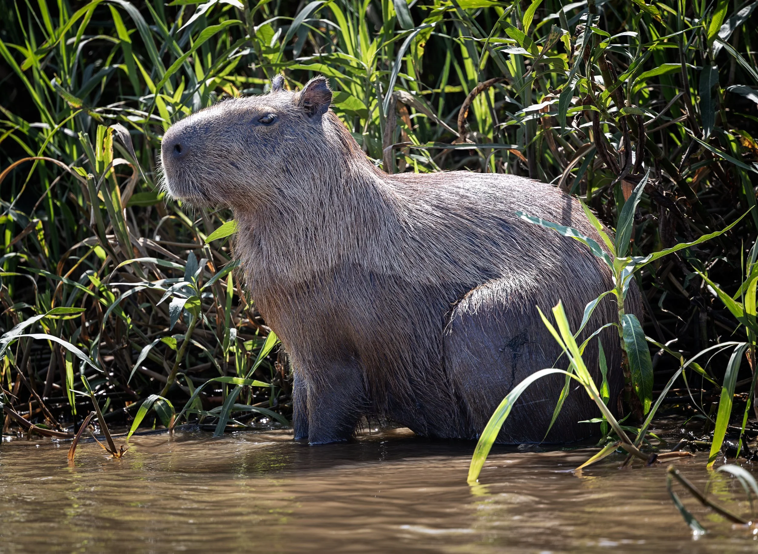 Pantanal 7-2026-561-2-Edit.jpg