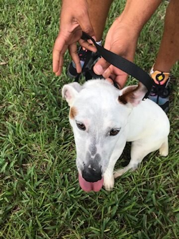 K9 Scent Detection