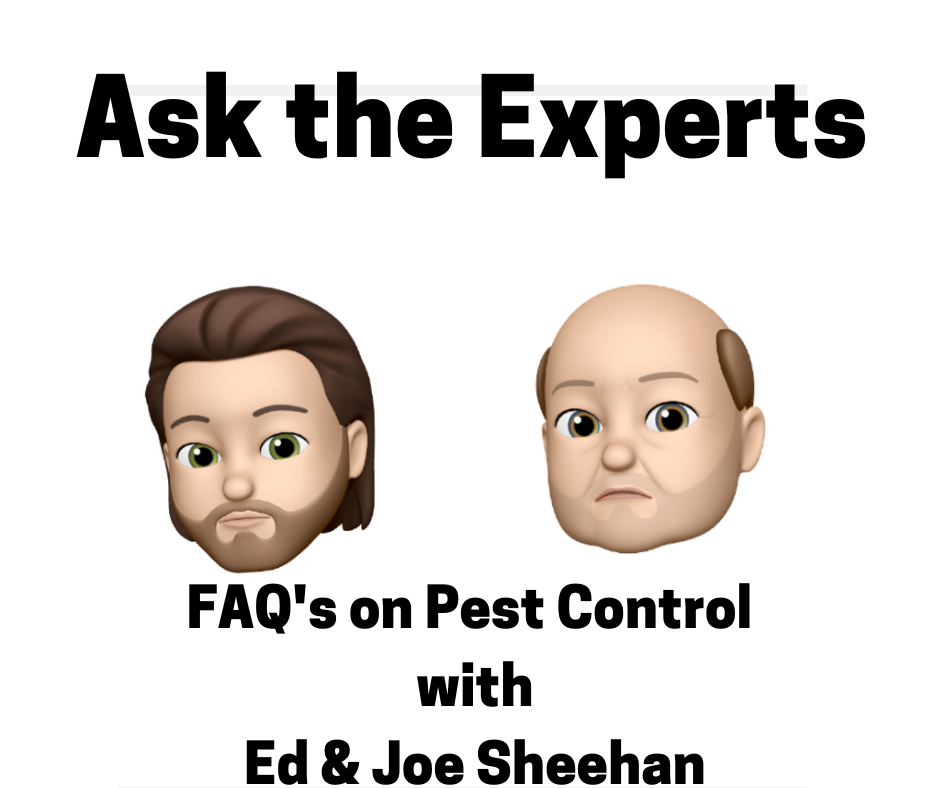 Ask the Experts - FAQ on spring pests