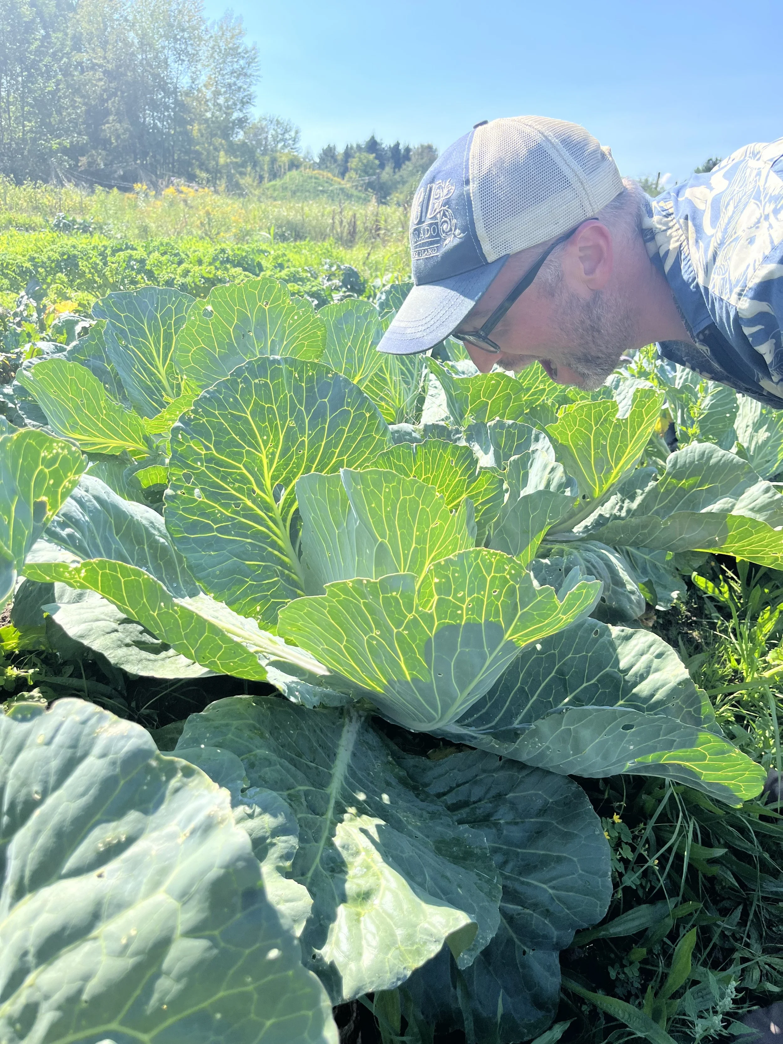 A farmer compares the size of a giant cabbage to his head, mouth open in joking to eat the leaves whole