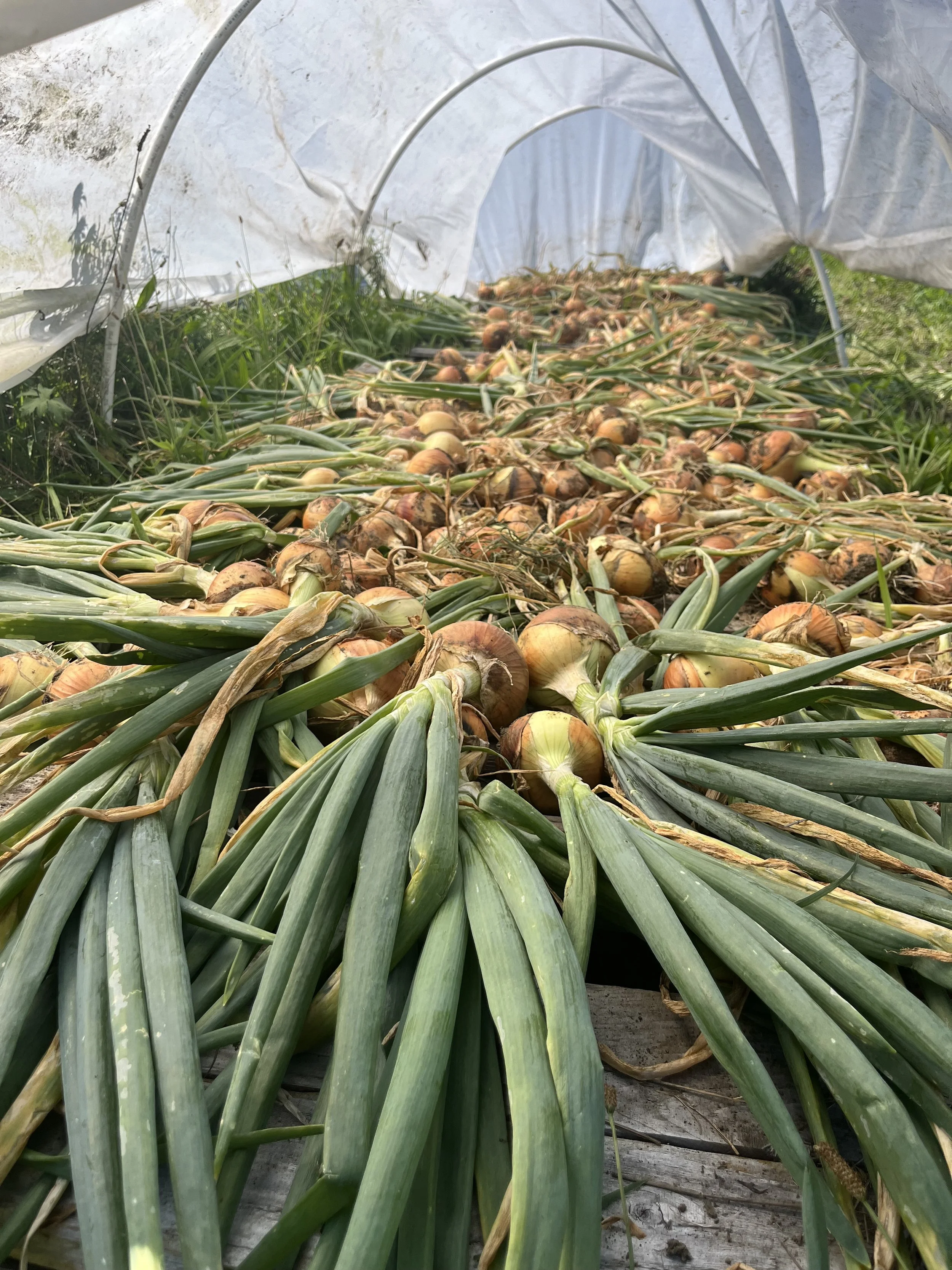 A mass of a hundred or more onions are drying on wooden palates under a white tarp greenhouse style