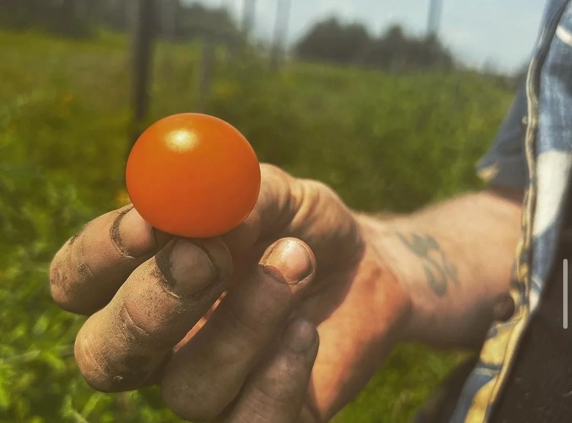 a farmer holds a single ripe orange cherry tomato