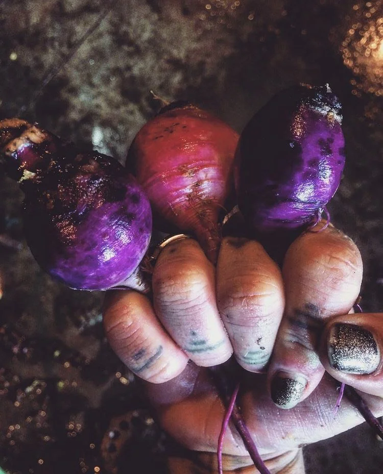 fingers with black sparkly nail polish and line work knuckle tattoos grip 3 beets, two purple with a red one between them