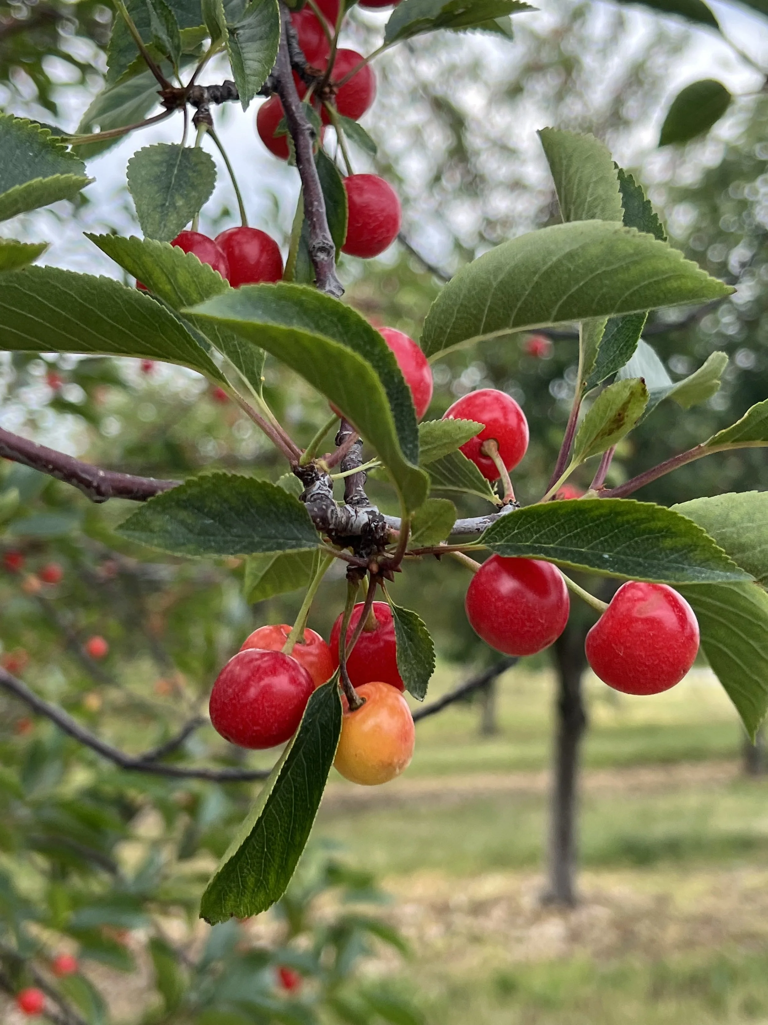 Cherry Time!!
