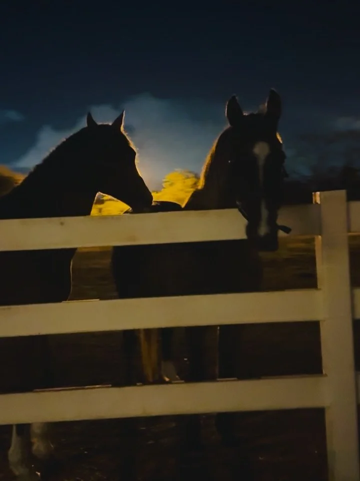 Who said the teacher does not go through her lesson while she teaches?

Who decided that leading means you are finished?

As you know, last night I officially opened 
the Year of the Horse
leading a KUNDALINI REBIRTHING in a horse farm.

I was guidin