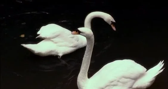 waltz me into oblivion