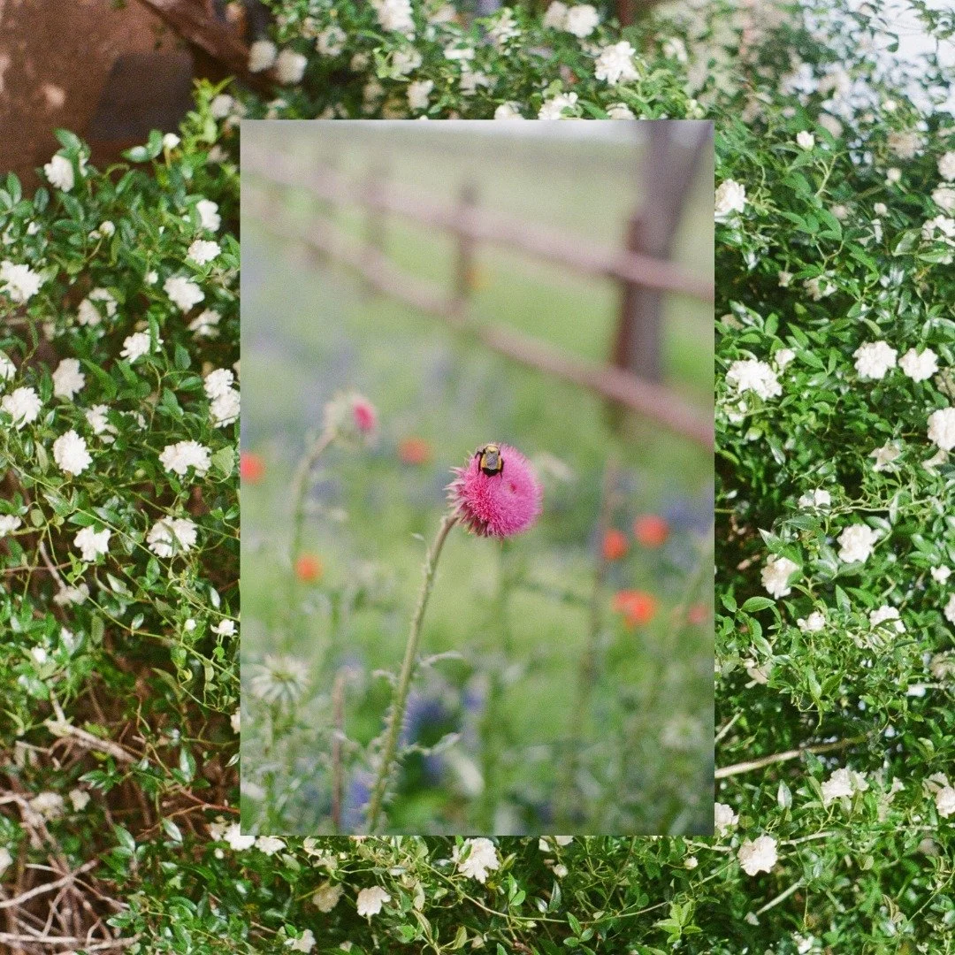 can’t take credit for nature’s beauty, but we’ll definitely make you stop and admire it πΈπΏ
film from april 2024 in Fredericksburg β¨ 
#WeddingFlorals #NatureInspired #FlowerLove #FredericksburgWedding #FloralDesign #LoveInBloom #