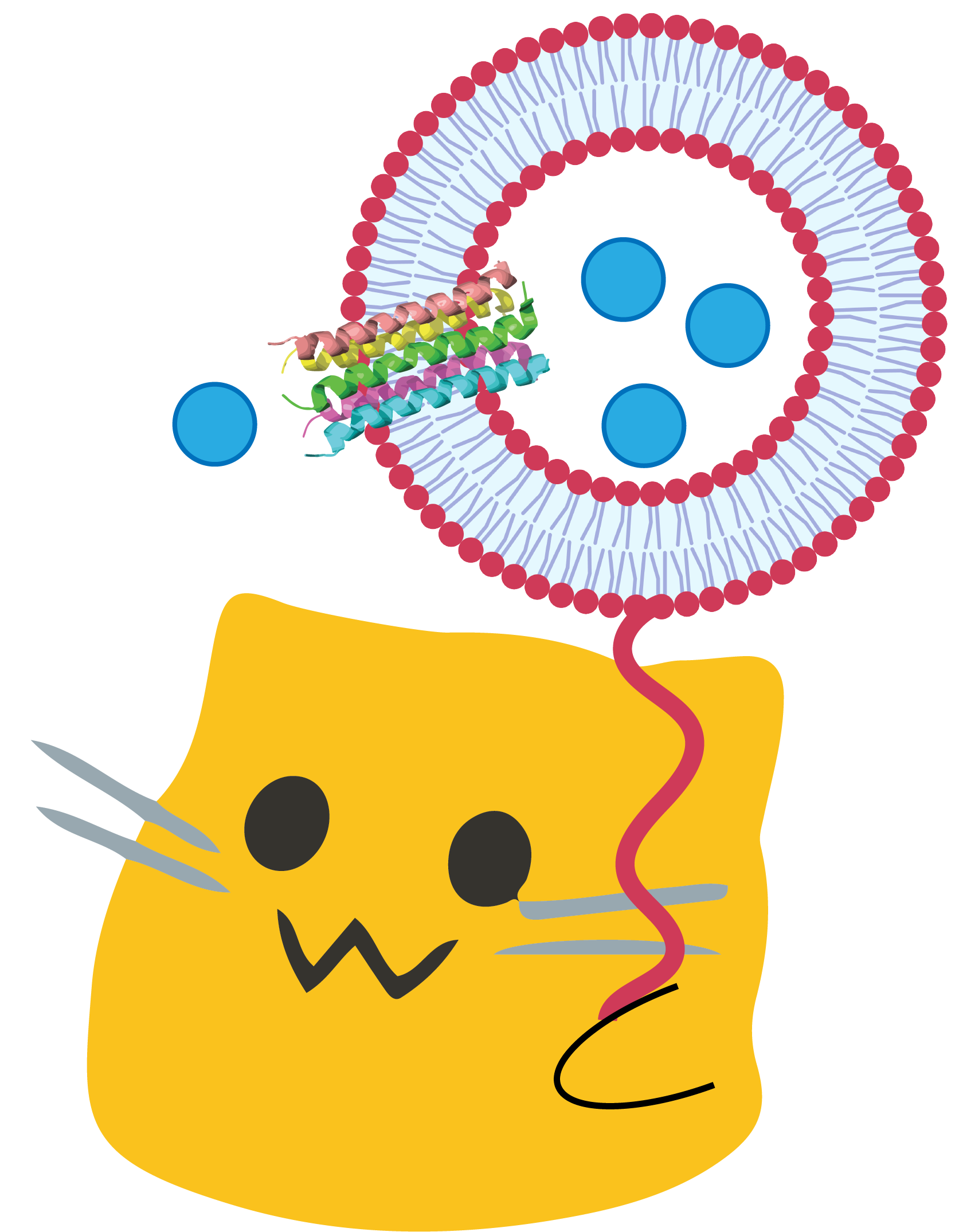 meow_liposome.png