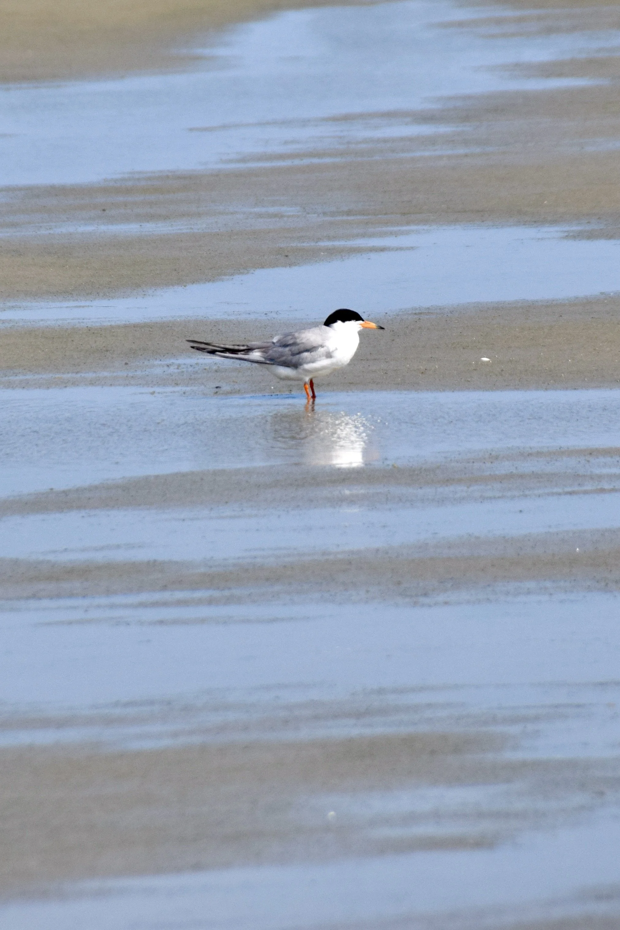 DSC_0526.JPG