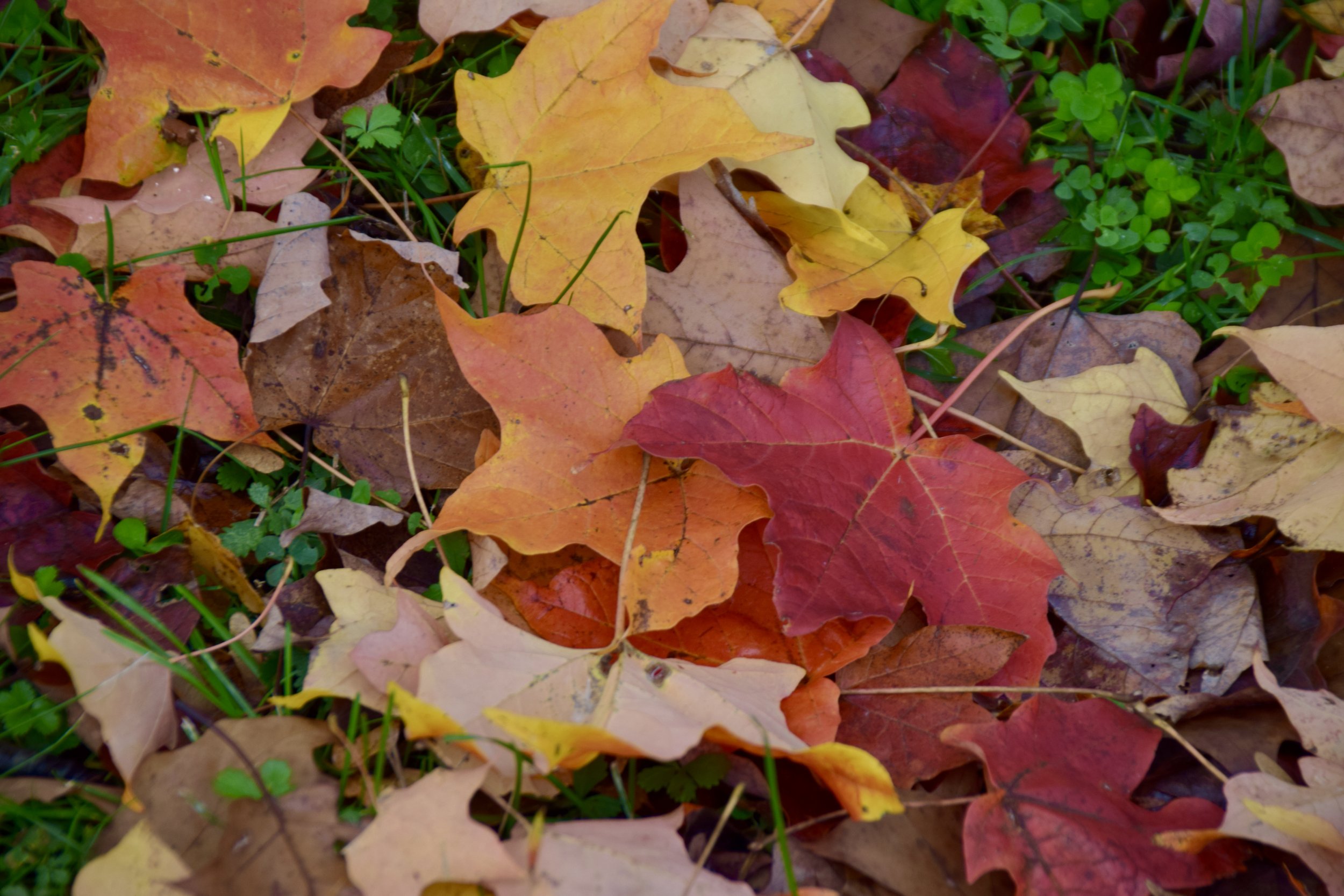 FL red and yellow leaves.JPG