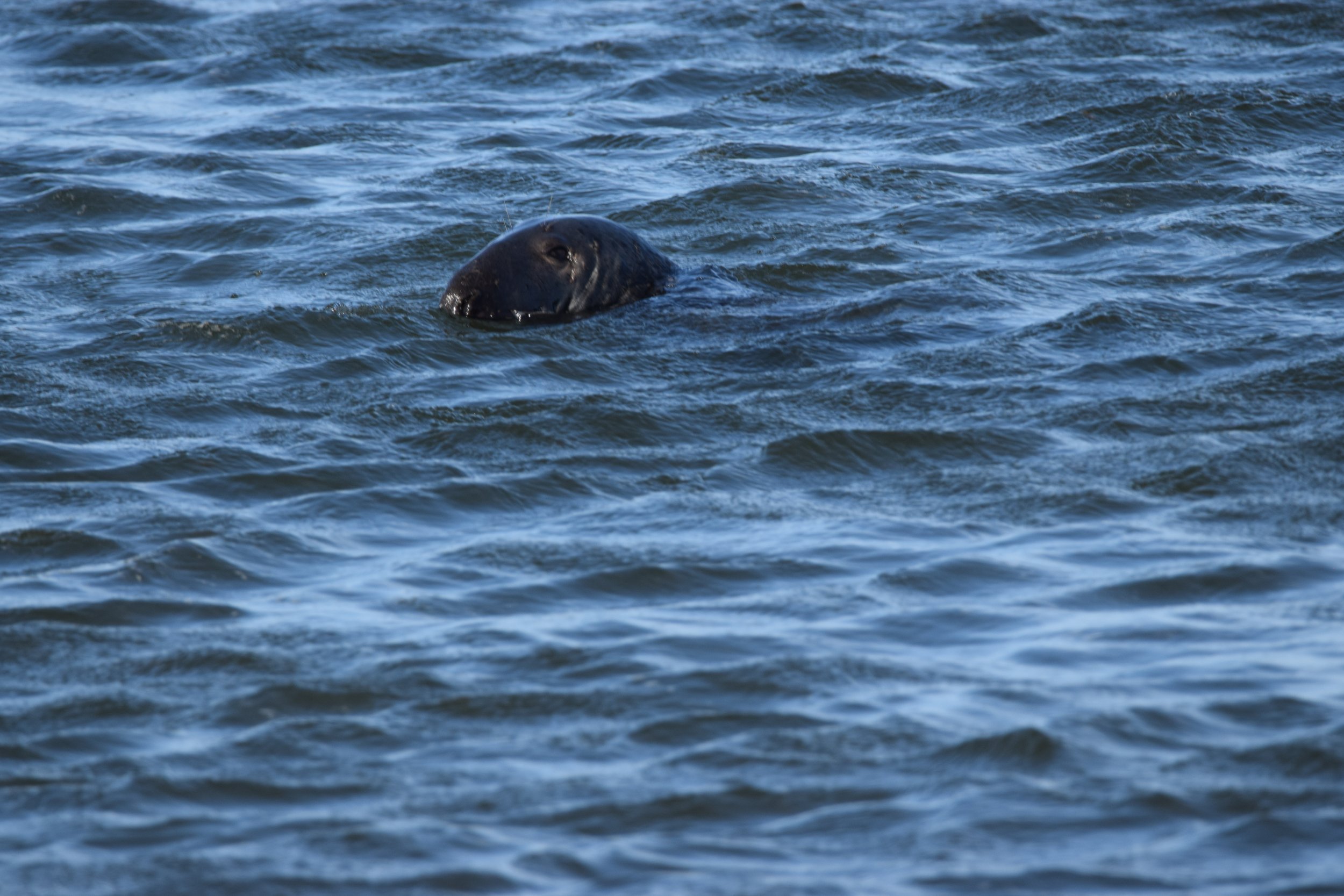 DSC_0508.JPG