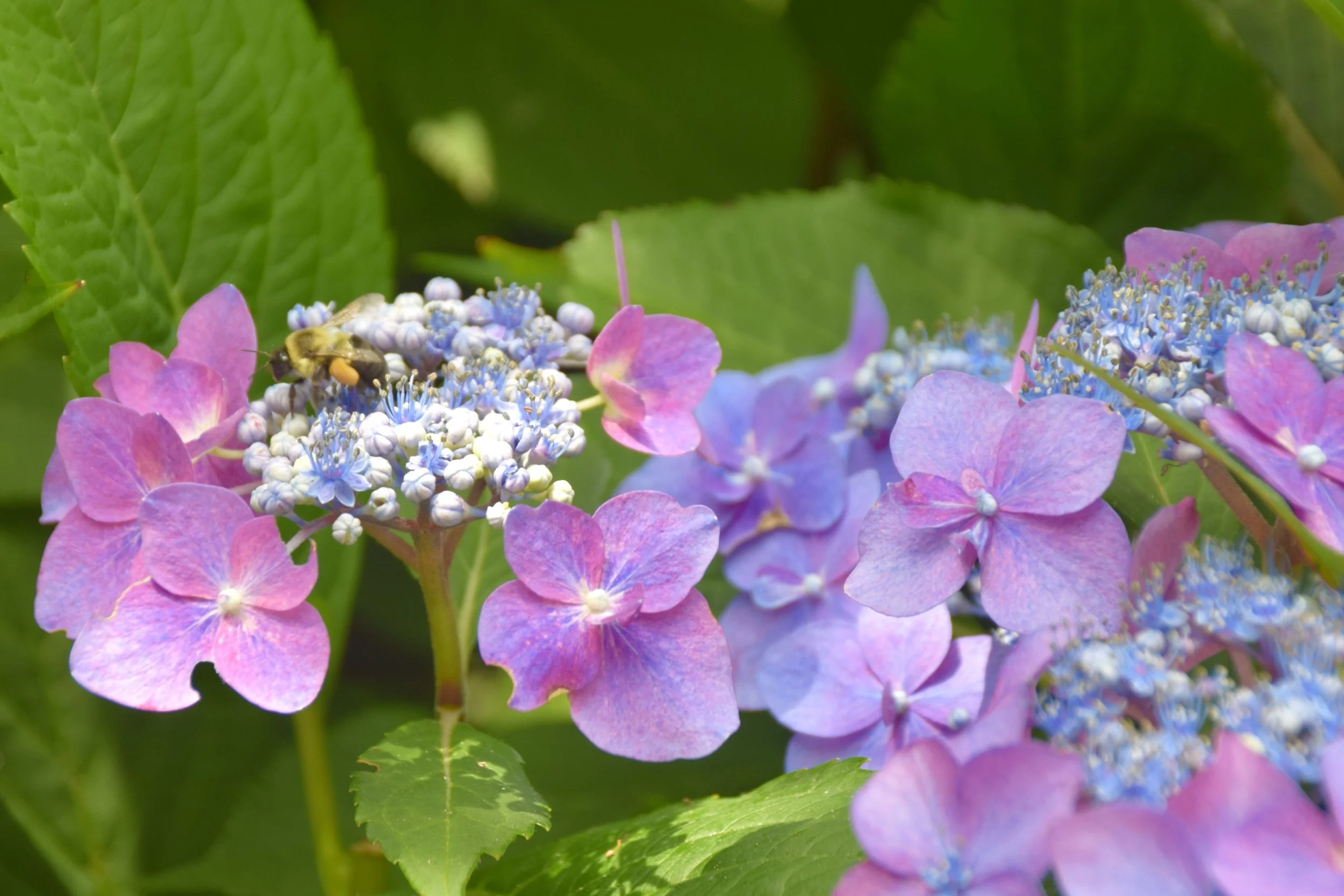 DSC_0568 2.JPG